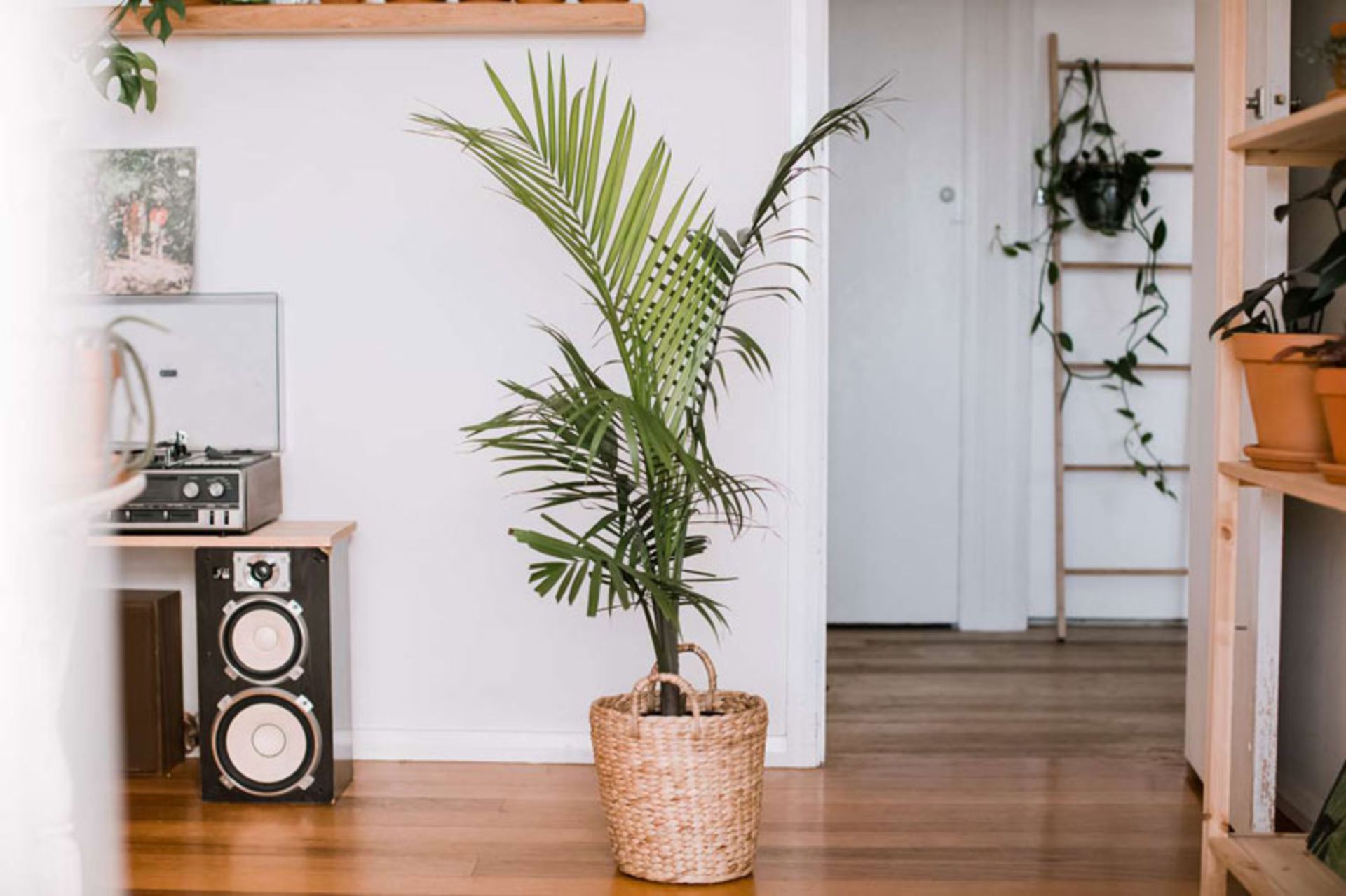 نگهداری پالم در خانه؛ منبع عکس: سایت thespruce.com؛ عکاس: Kara Riley