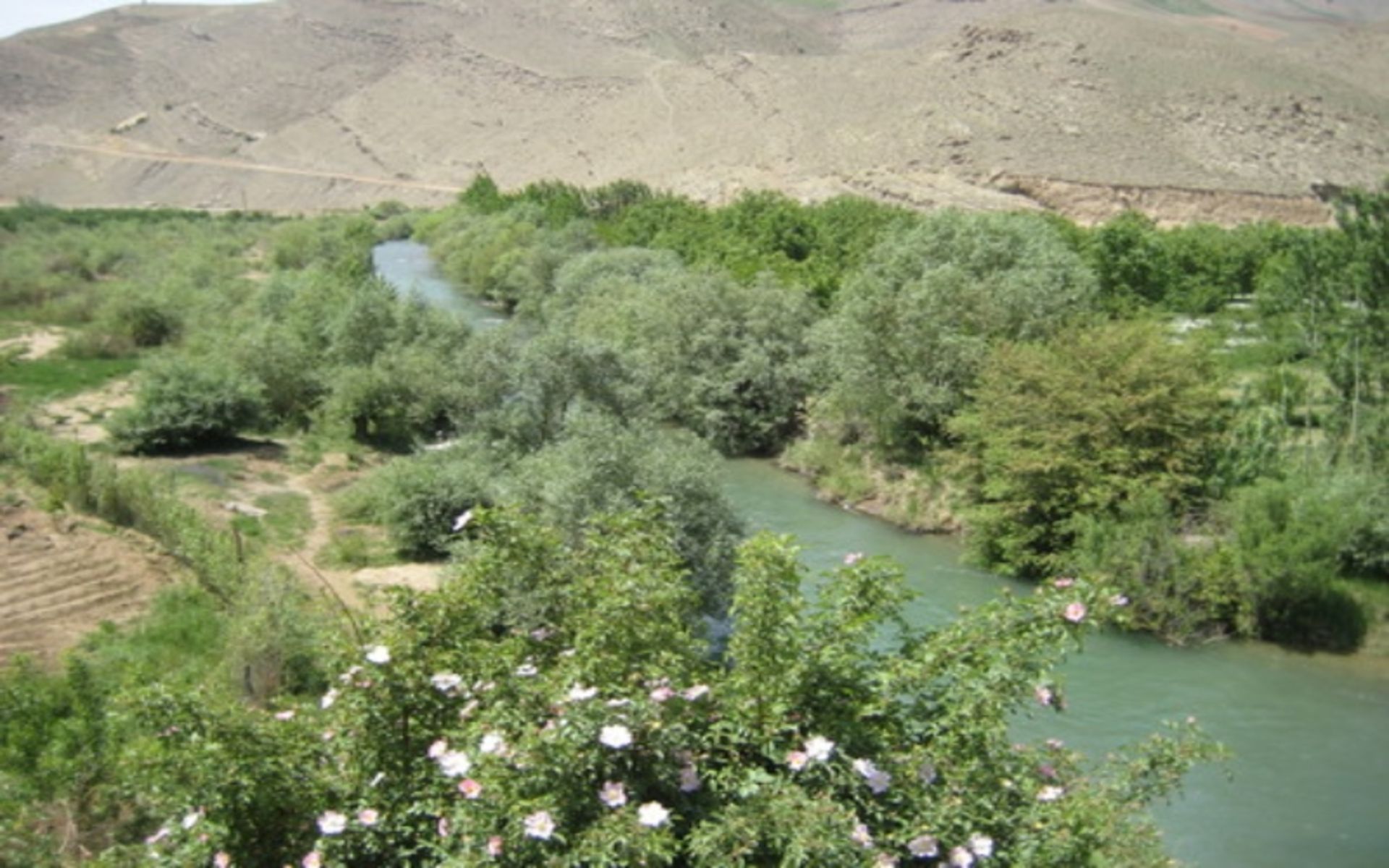 روستا بند با شکوفه های سفید؛ منبع عکس: سایت yjc.ir. عکاس: نامشخص