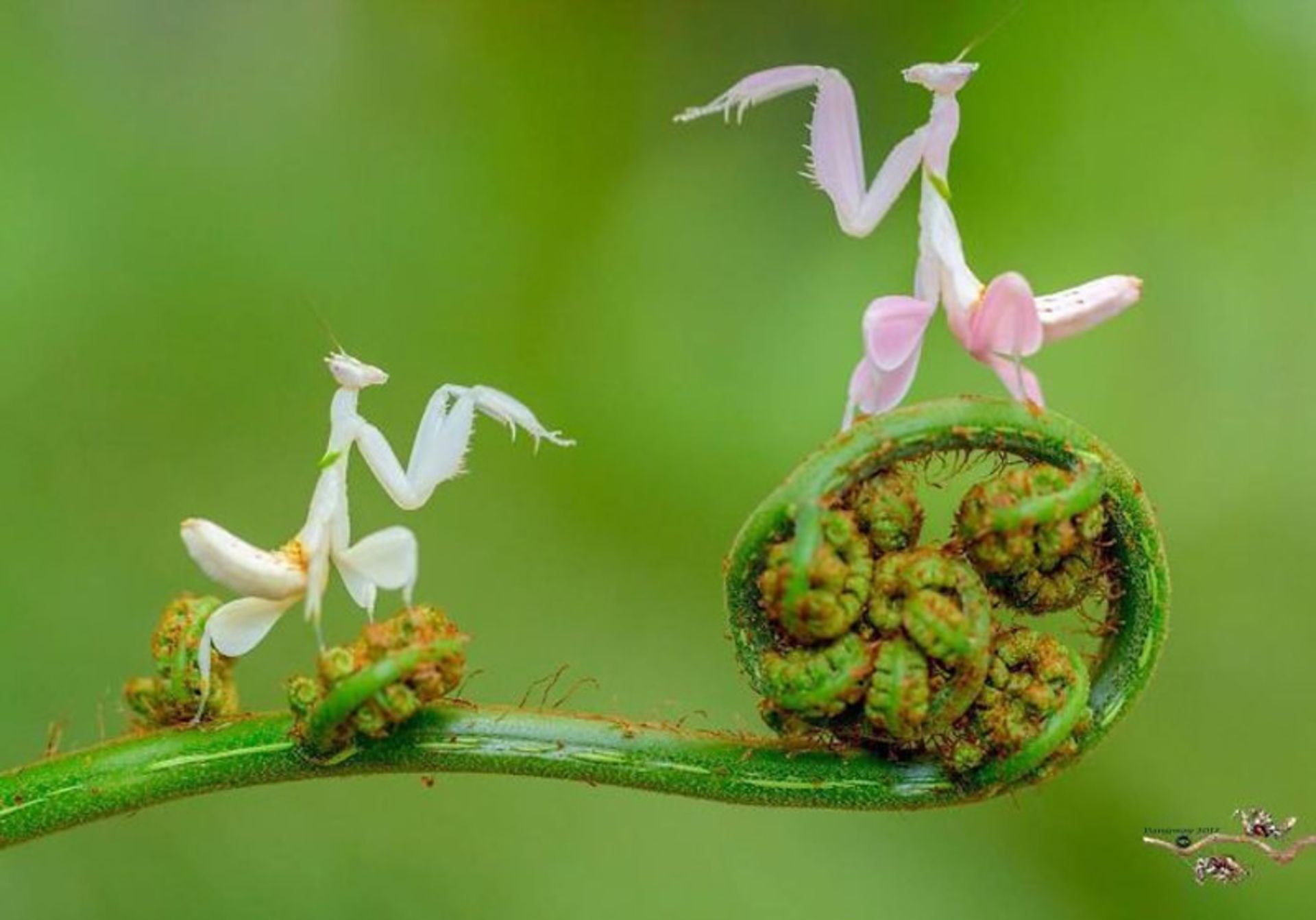 دو آخوندک روی شاخه نازک گیاه