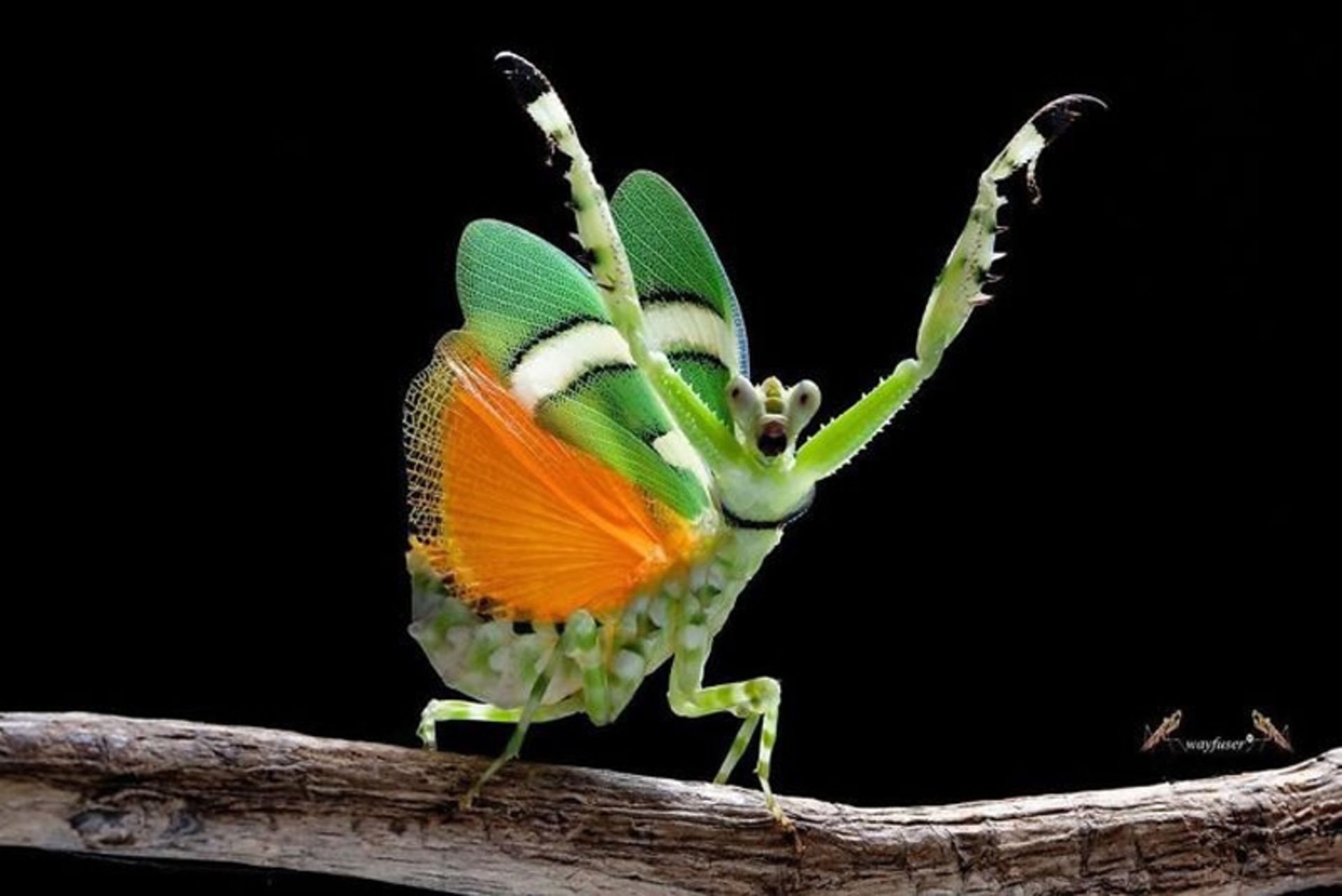 آخوندک سبز وحشت زده