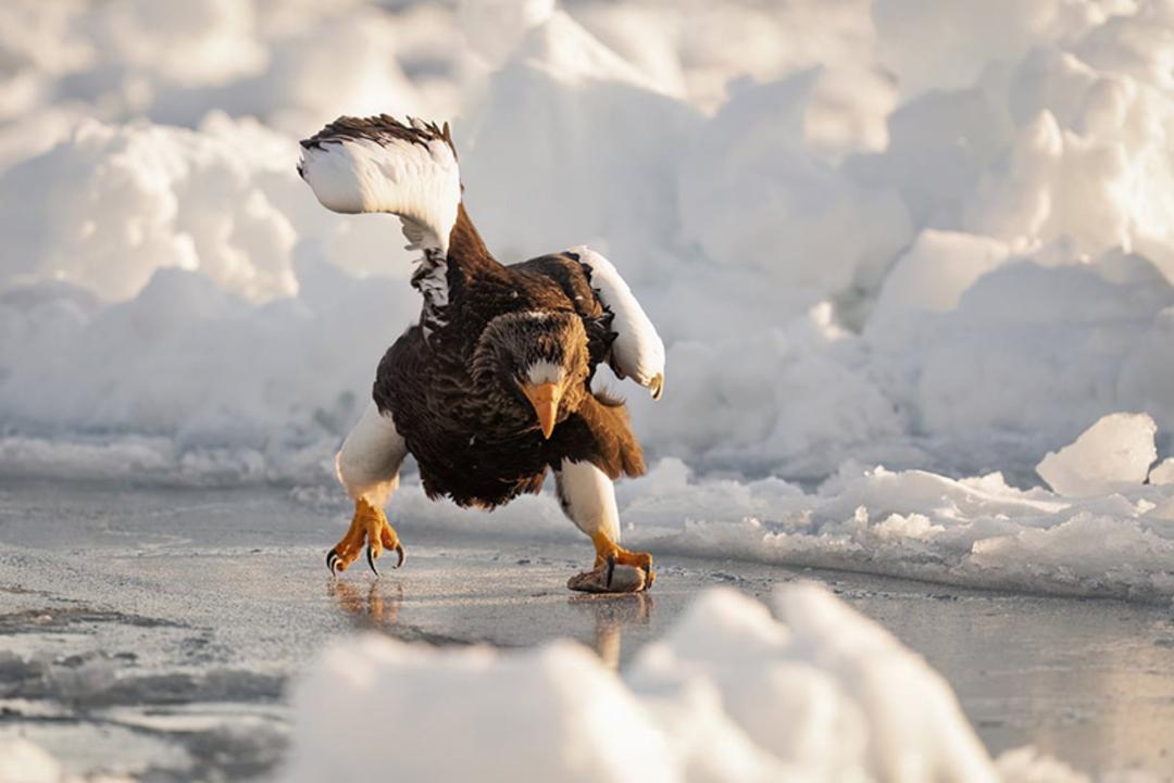 عقاب دریایی (Sea eagle) در حال حرکت در سواحل رائوسو (Rausu) در جزیره هوکایدو، ژاپن