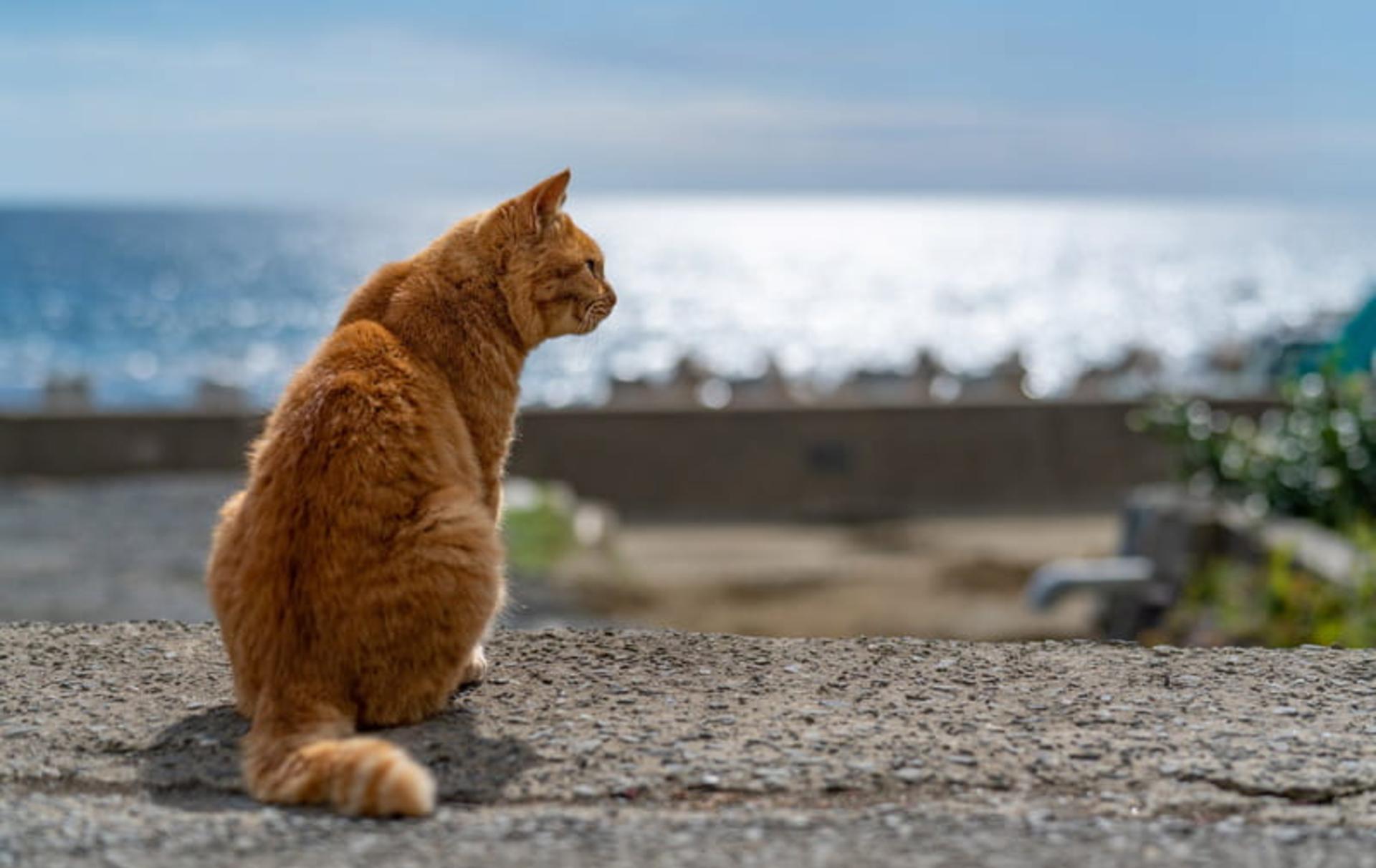 گربه قهوه ای در جزیره گربه ژاپن، منبع عکس: سایت The Hervey Foundation for Cats، عکاس: نامشخص