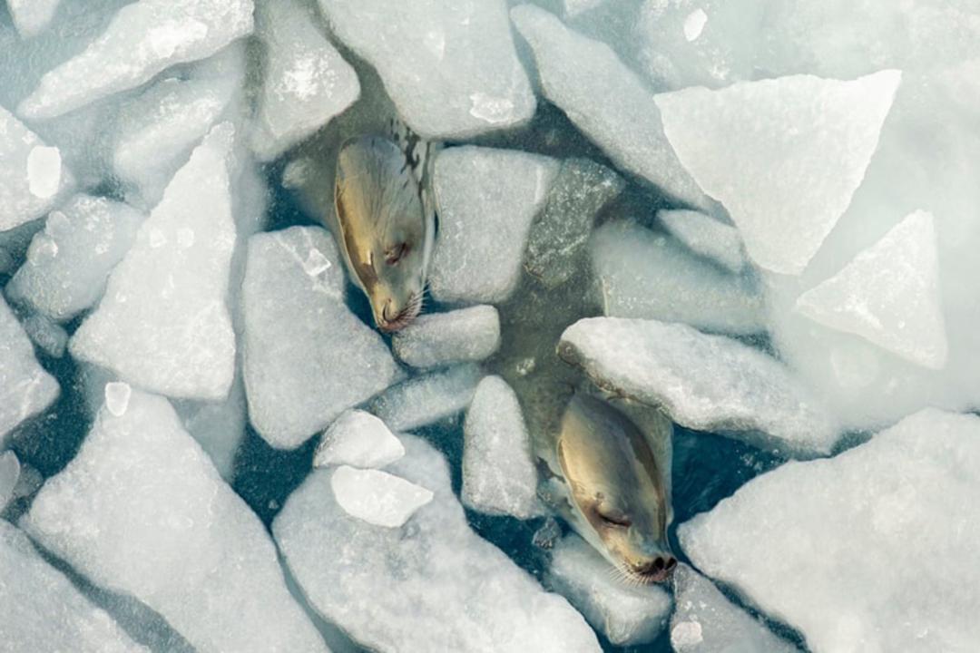  چرت زدن فوک‌ها در میان یخ‌ های دریای ودل (Weddell Sea)، قطب جنوب 