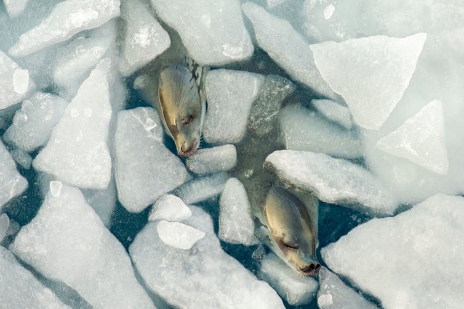  چرت زدن فوک‌ها در میان یخ‌ های دریای ودل (Weddell Sea)، قطب جنوب 