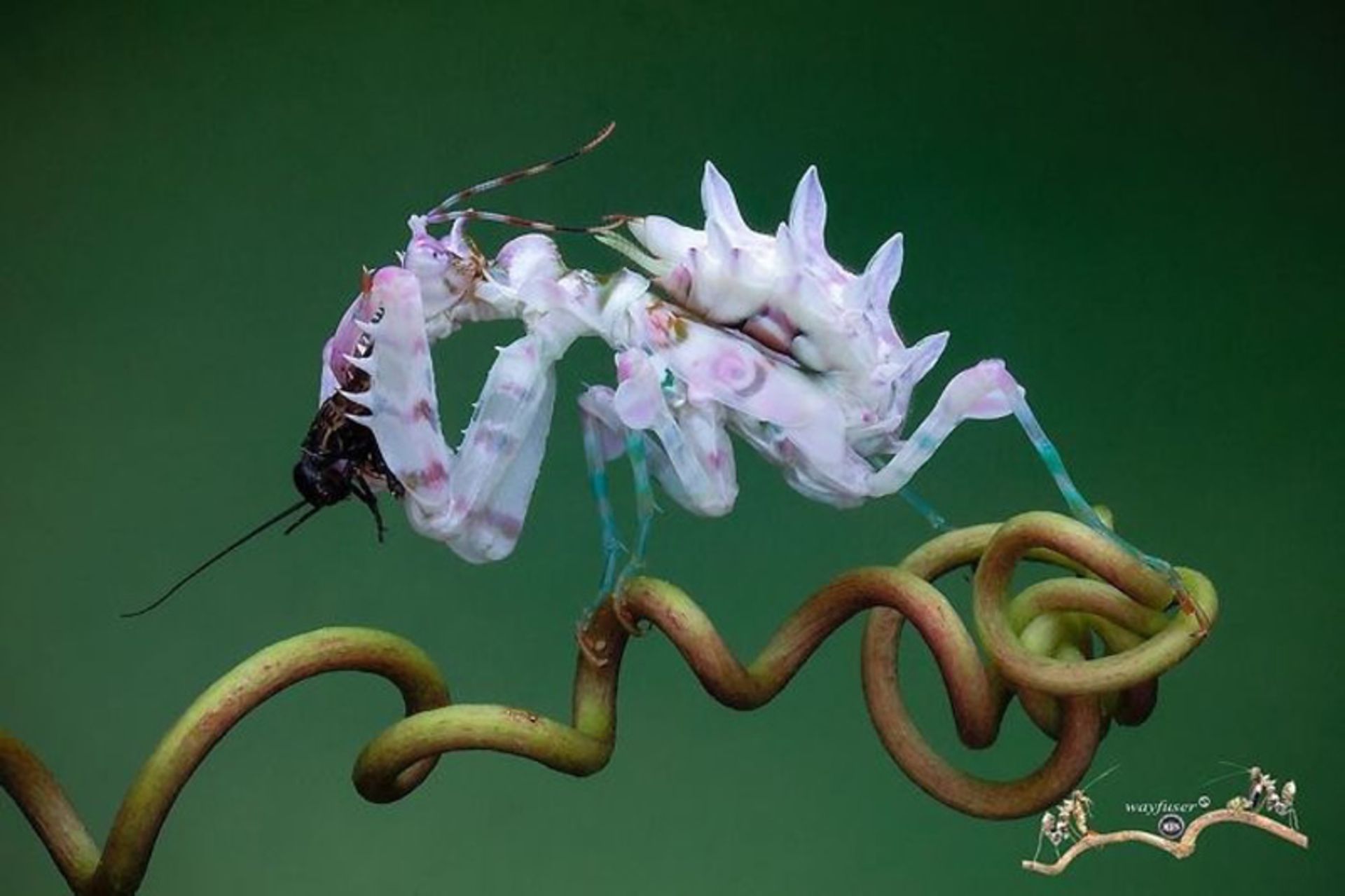 آخوندکی در حال شکار حشره