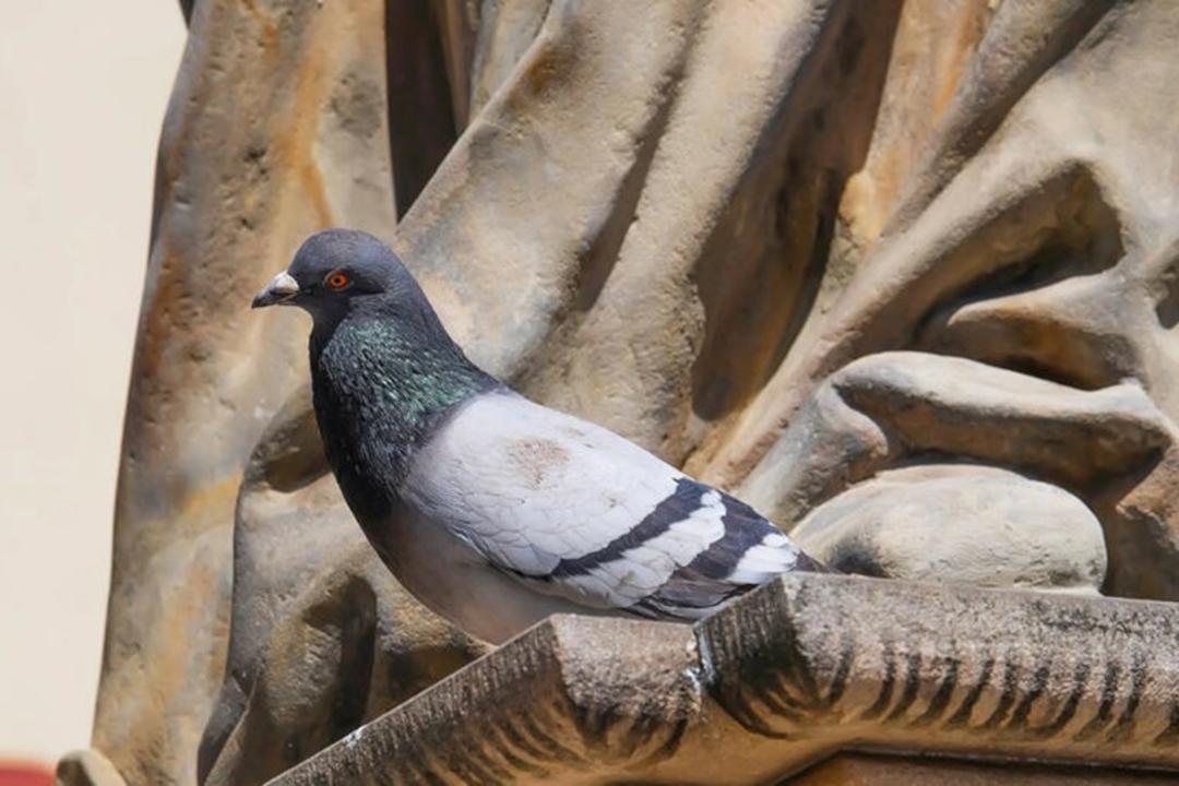 کبوتر نامه بر