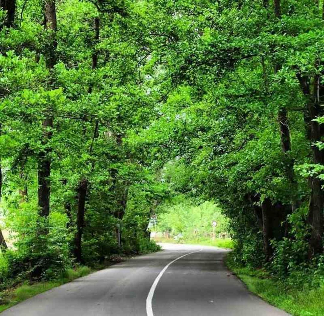 روستا و پارک جنگلی صفرابسته؛ منبع عکس: گوگل مپ. عکاس: Ali kashani zadeh