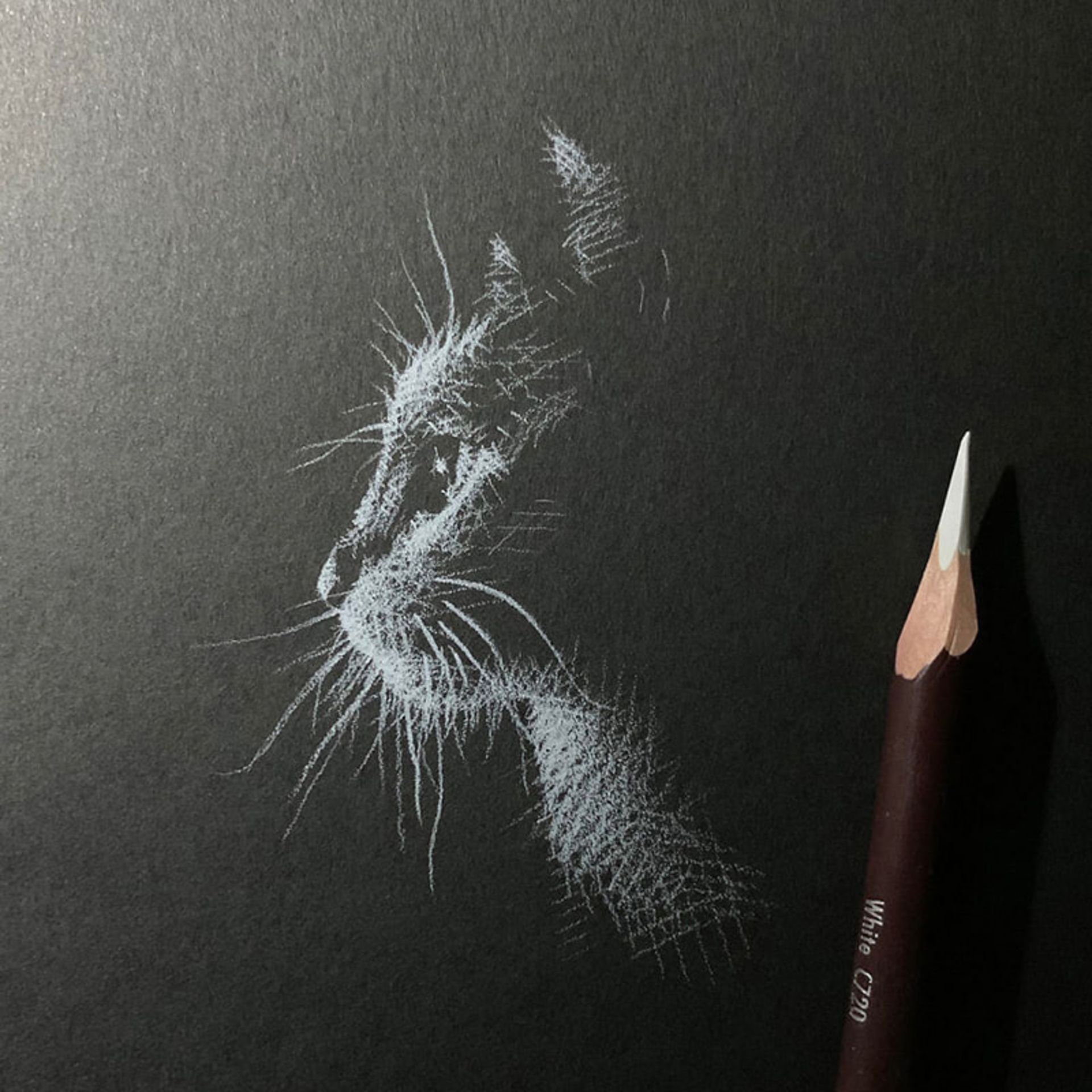 طراحی گربه ای با مداد سفید