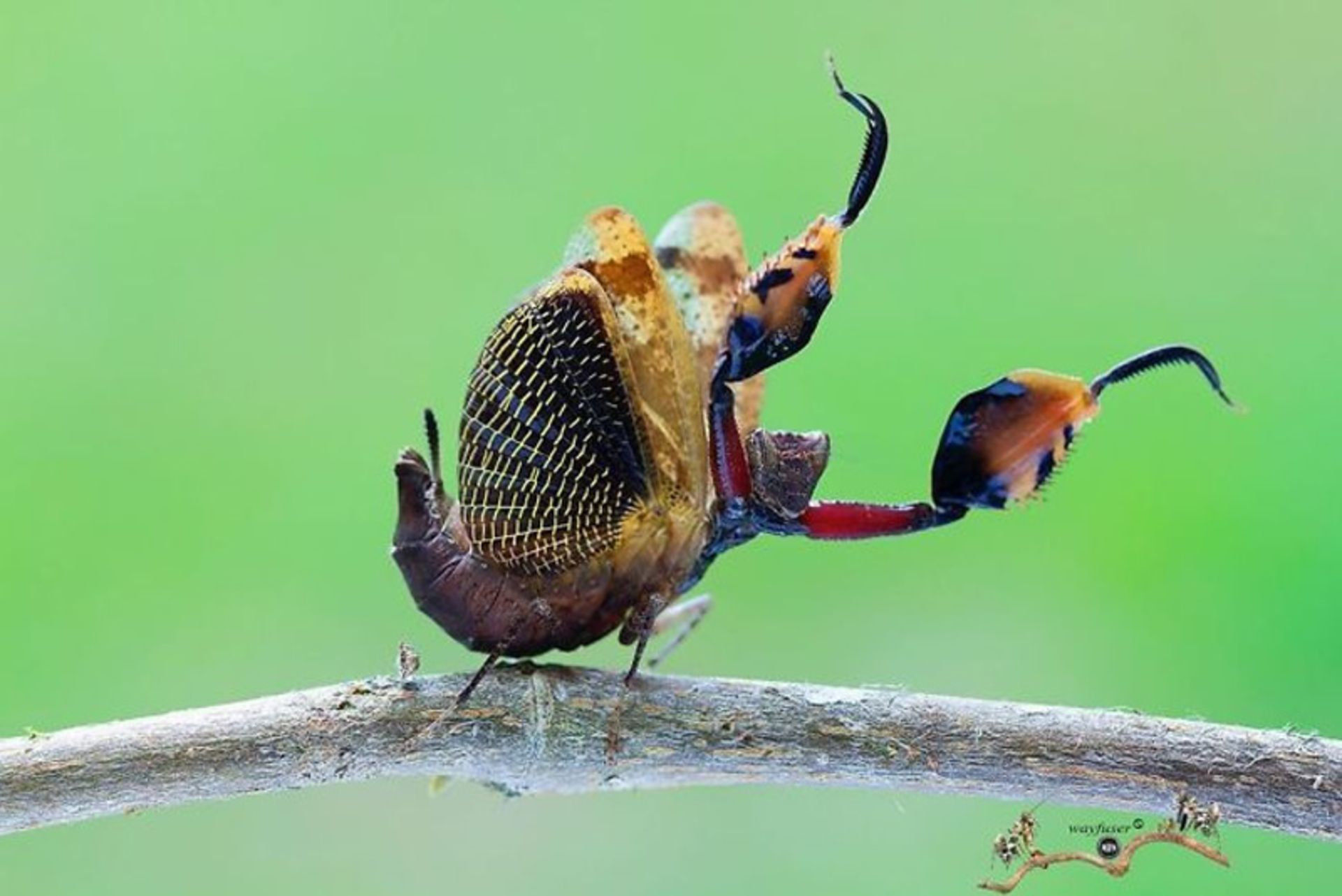 آخوندکی با بدن حلزونی