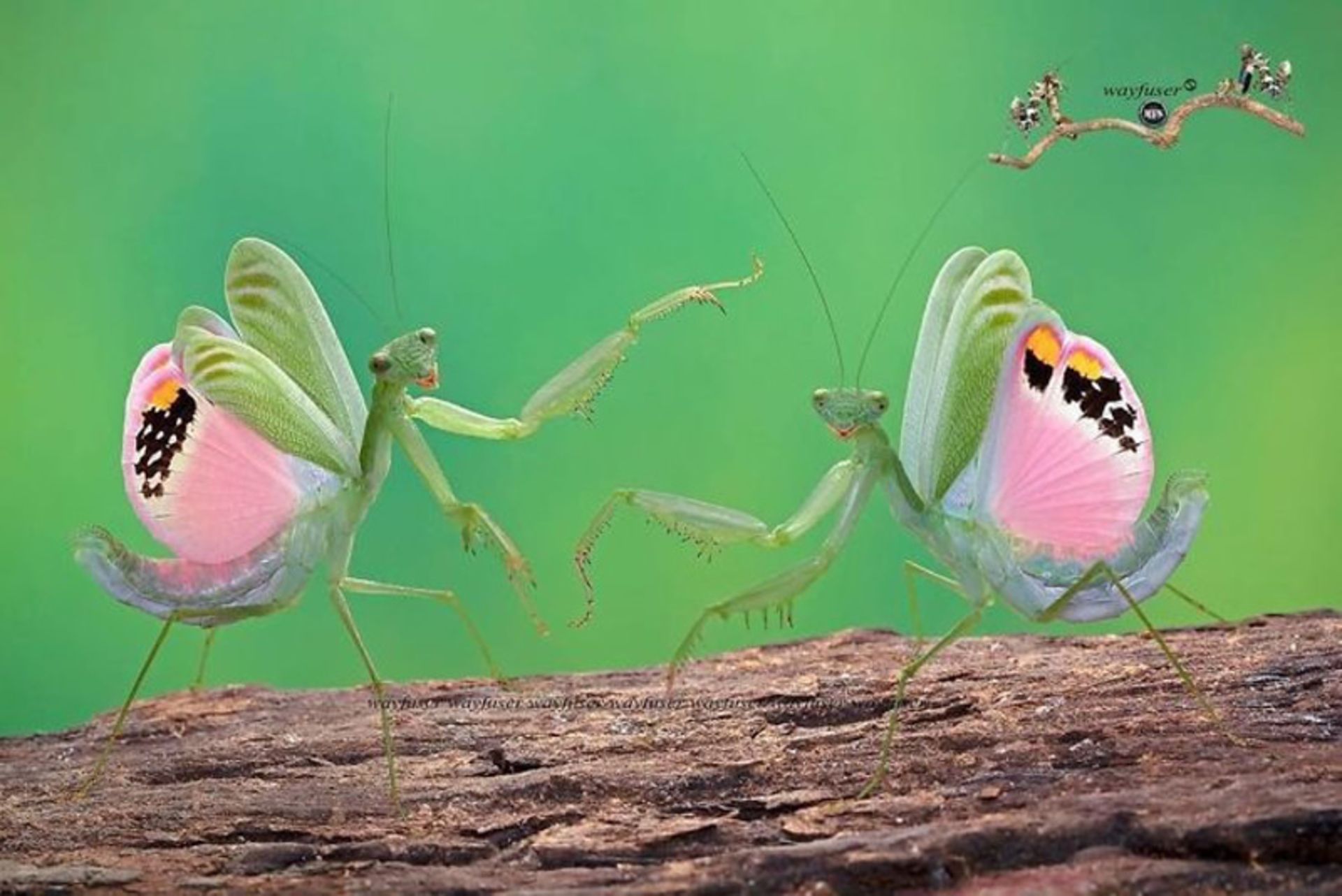 دو آخوندک با بال‌ های صورتی و بدن سبز