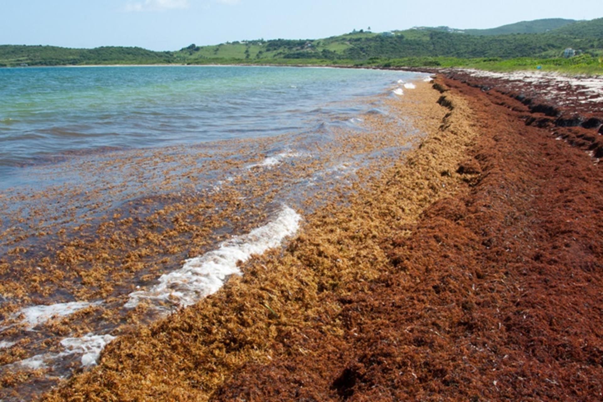 دریای ساراگاسو