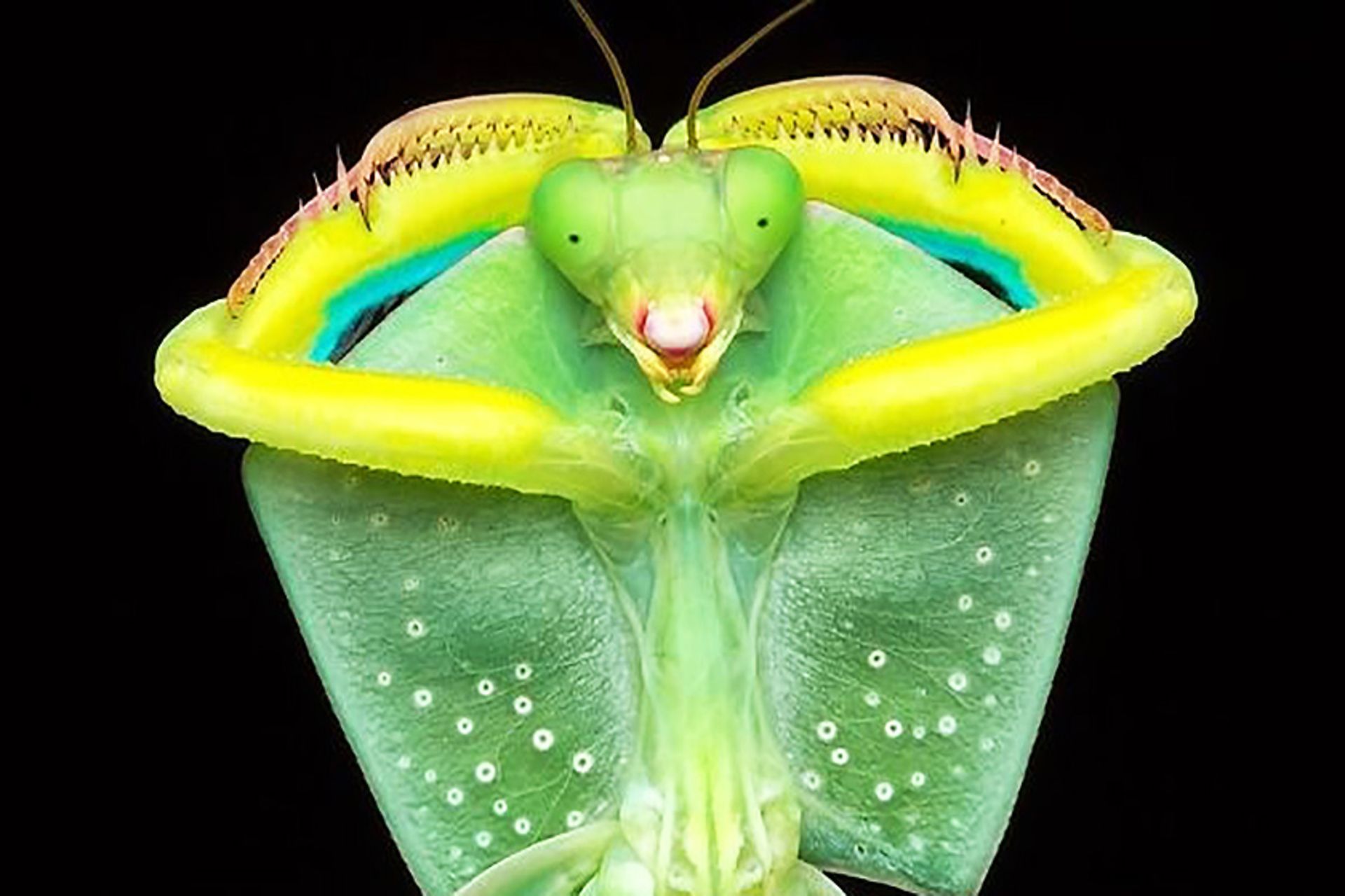 آخوندک با ژست خوشحال