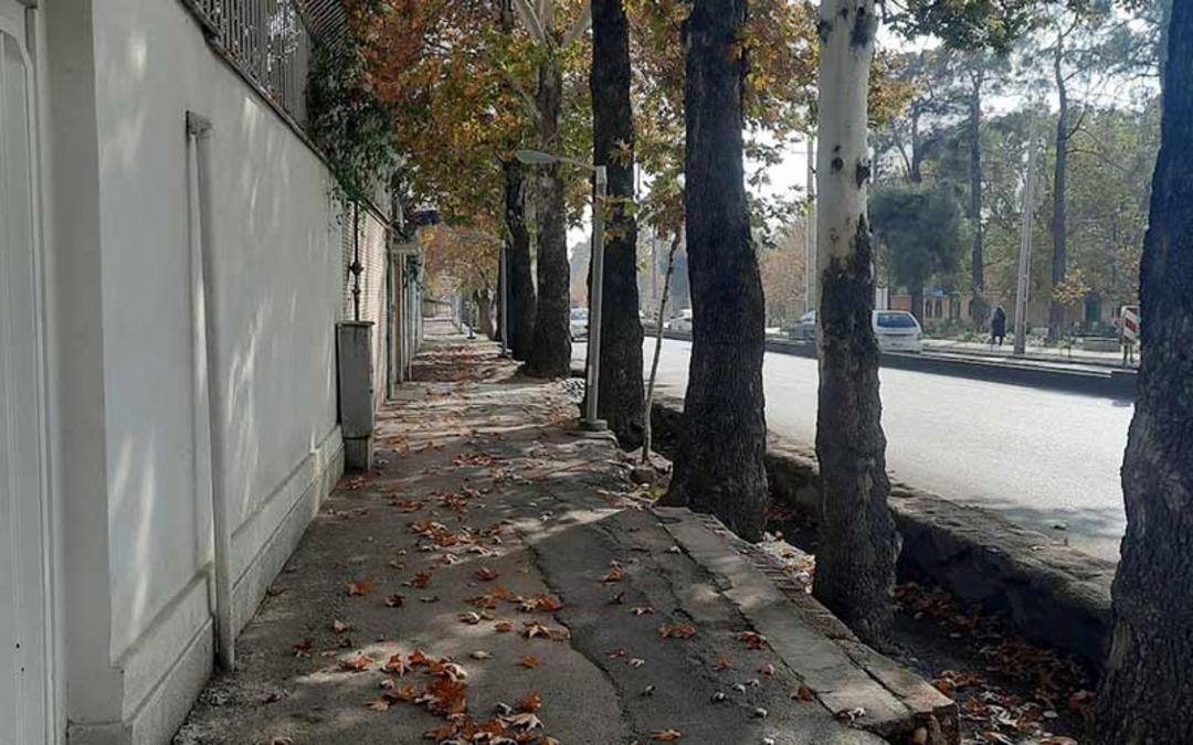 درختان محله قصردشت شیراز، منبع عکس: گوگل مپ، عکاس: هادی کریمی 