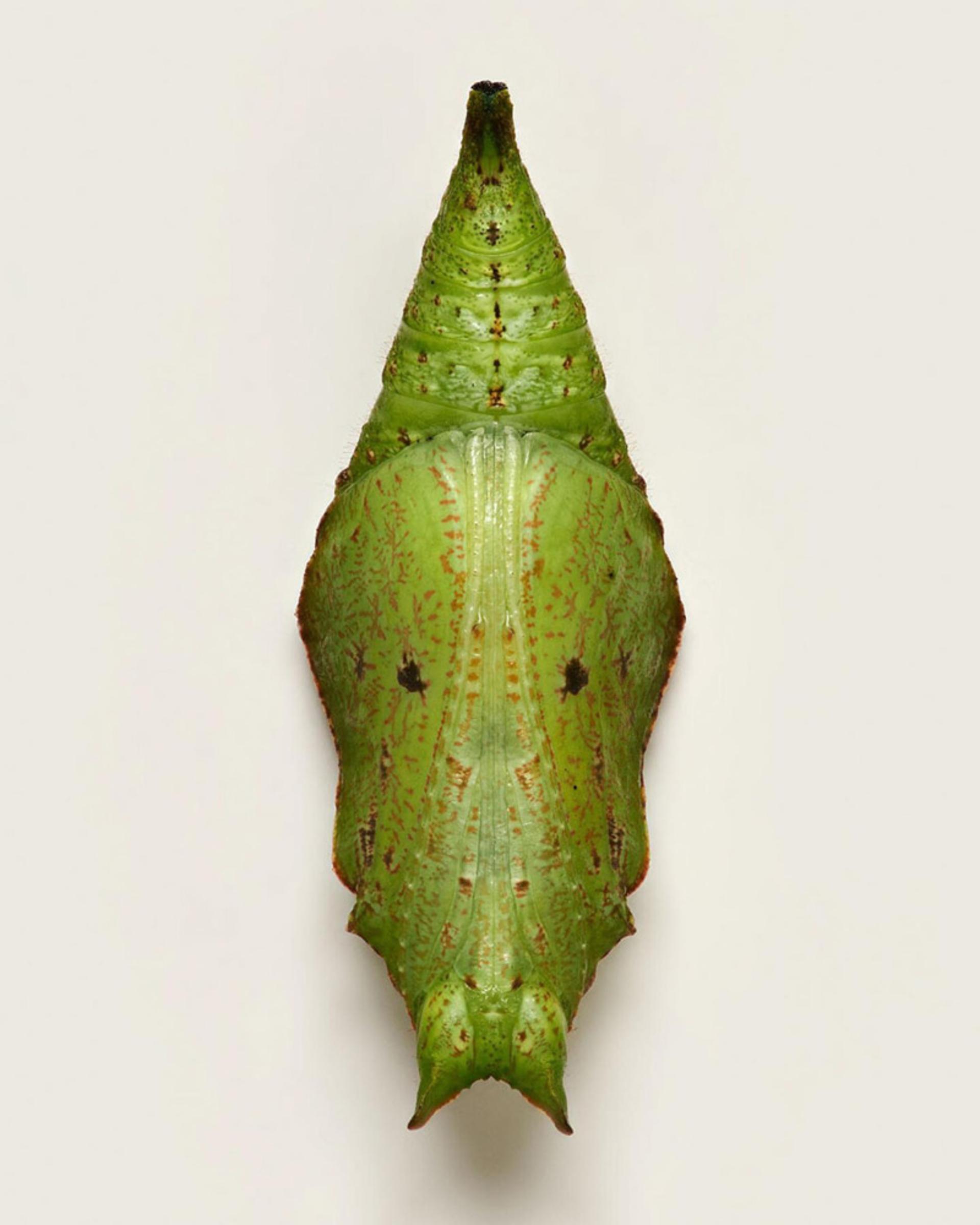 شفیره سبز پروانه 