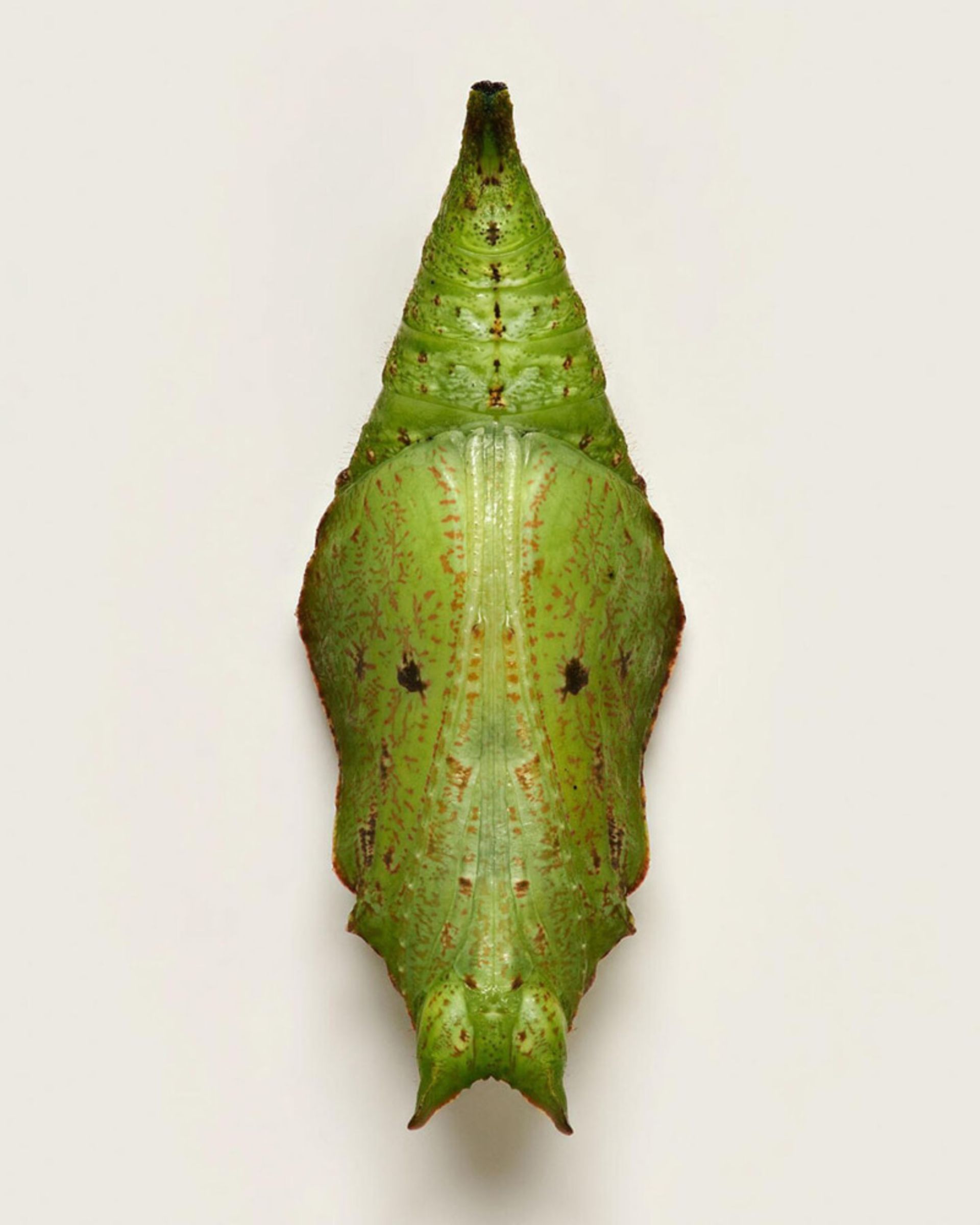 شفیره سبز پروانه 