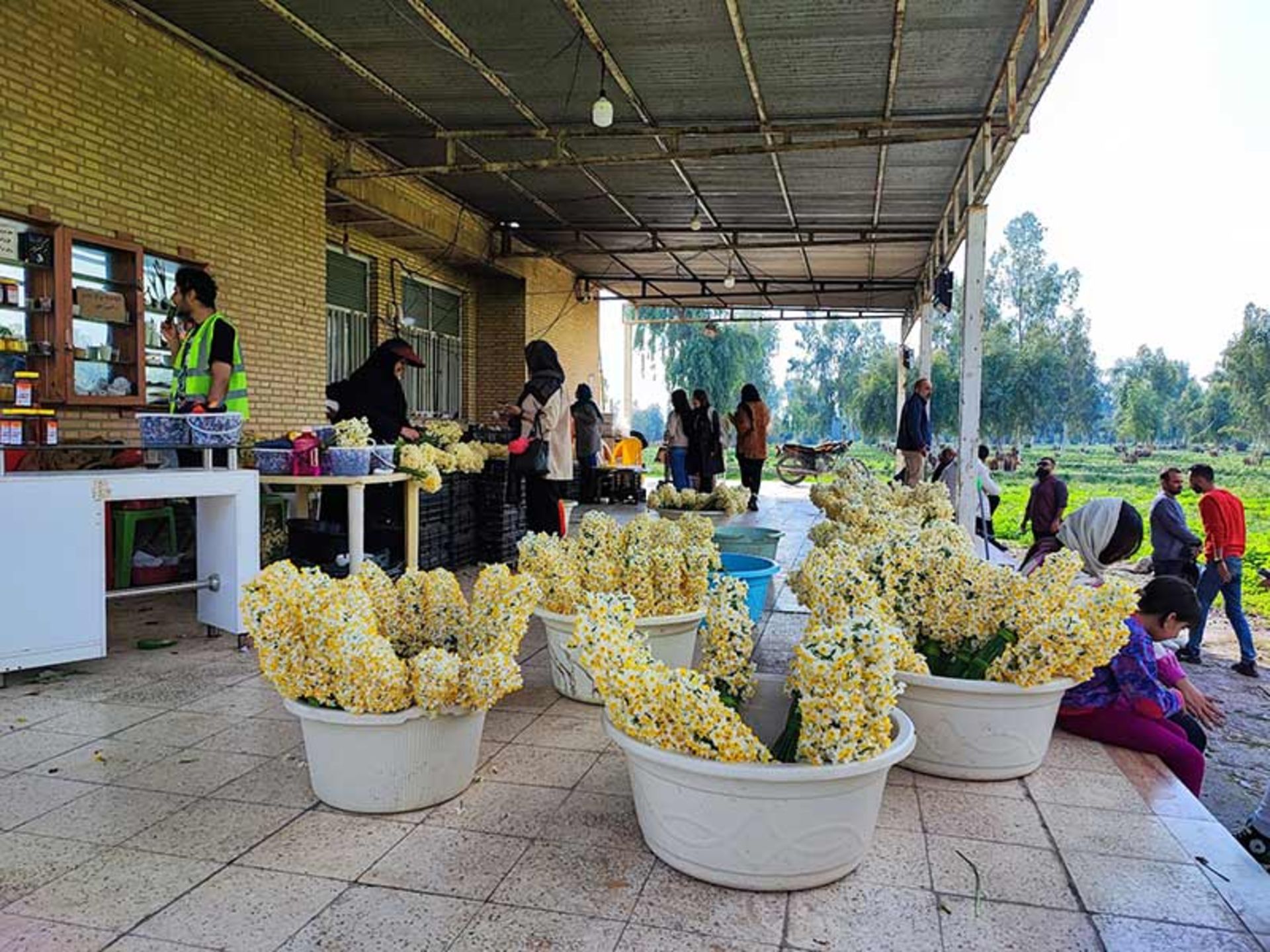 فروش دسته های گل نرگس در نرگس زار بهبهان؛ منبع عکس: گوگل مپ؛ عکاس: علی زالی