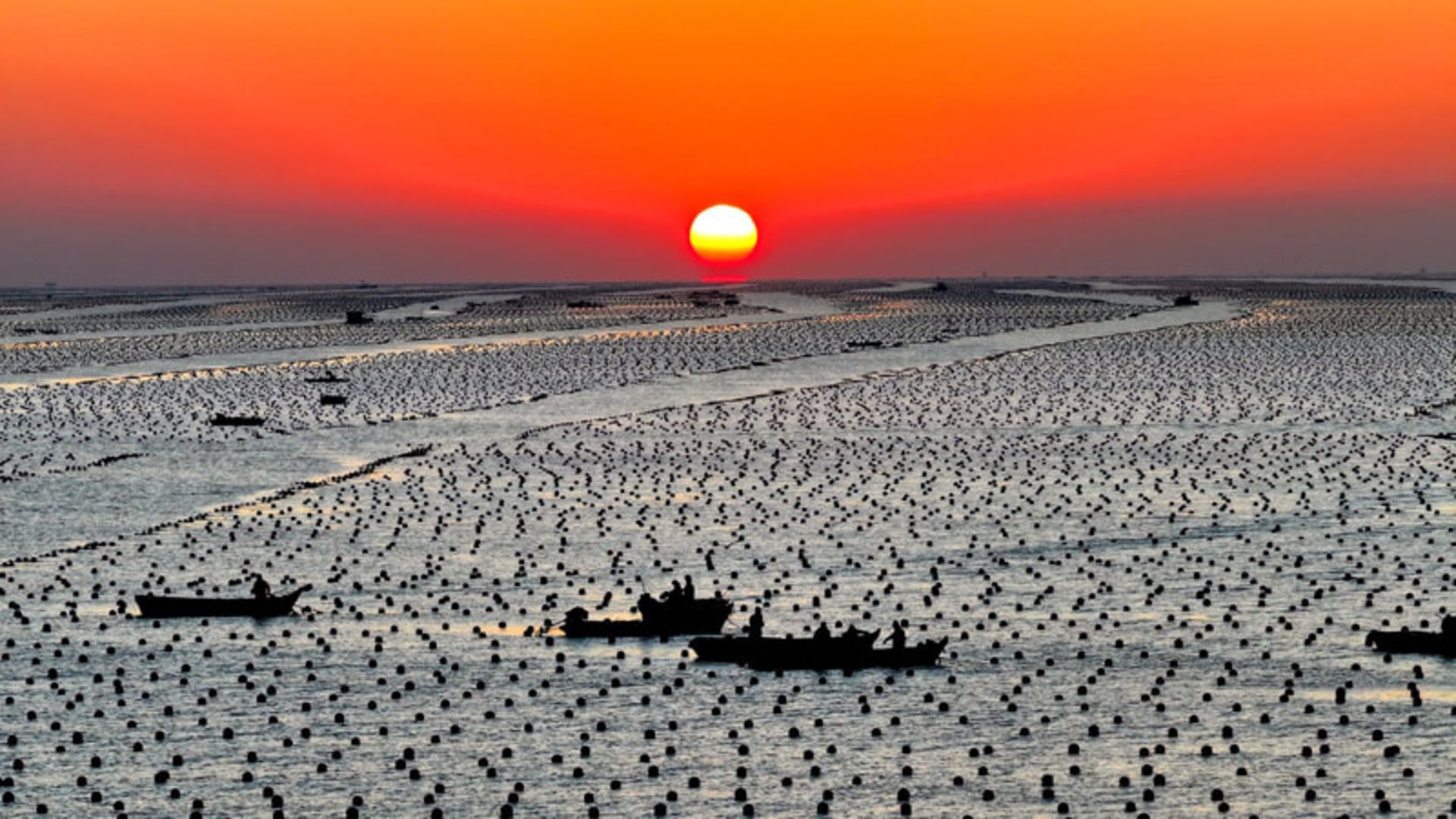 ماهیگیران در منطقه پرورش کلپ (kelp) در شرق چین؛ منبع: theguardian؛ عکاس: نامشخص