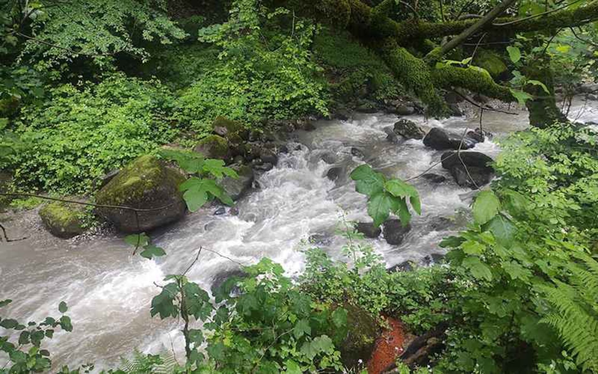 طبیعت جنگل صفارود رامسر، منبع عکس: گوگل مپ، عکاس: 