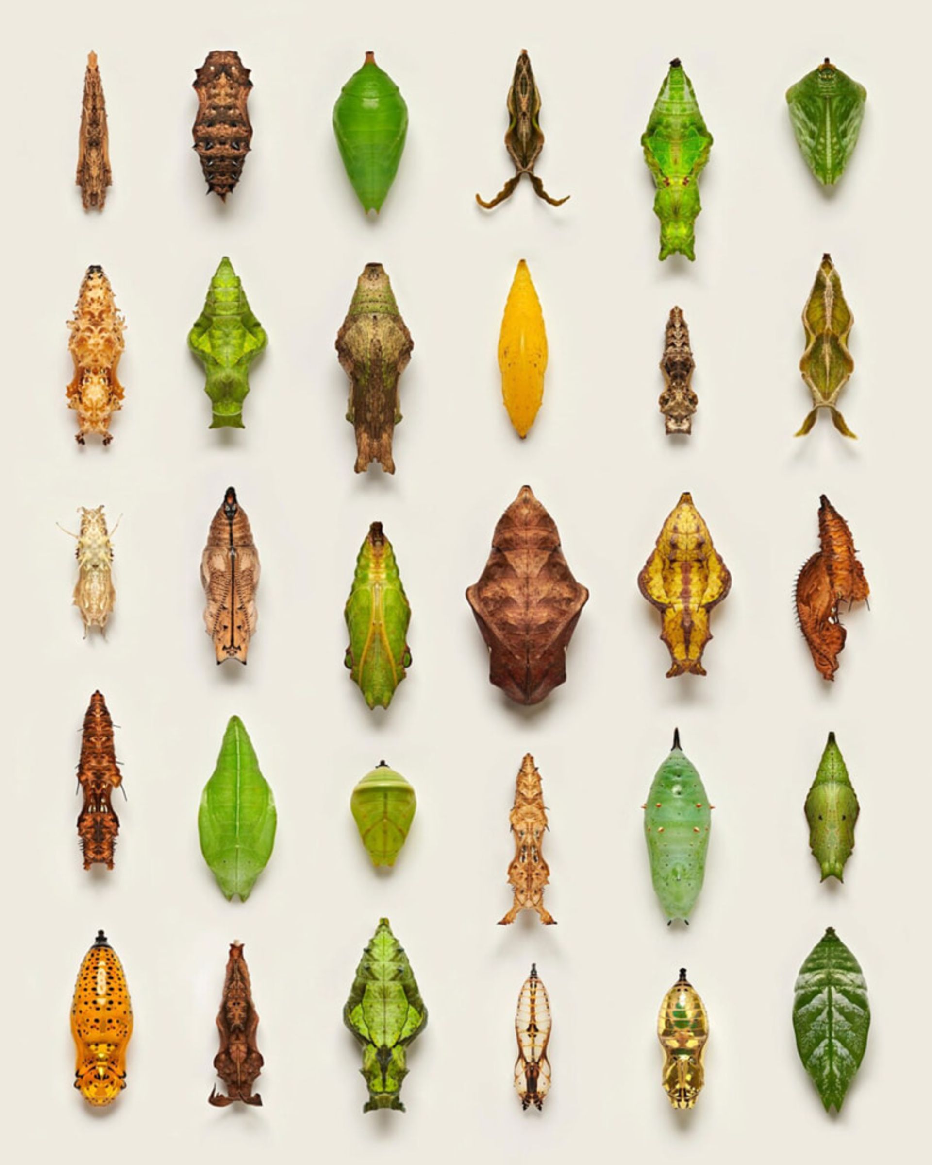 مجموعه ای از شفیره پروانه ها