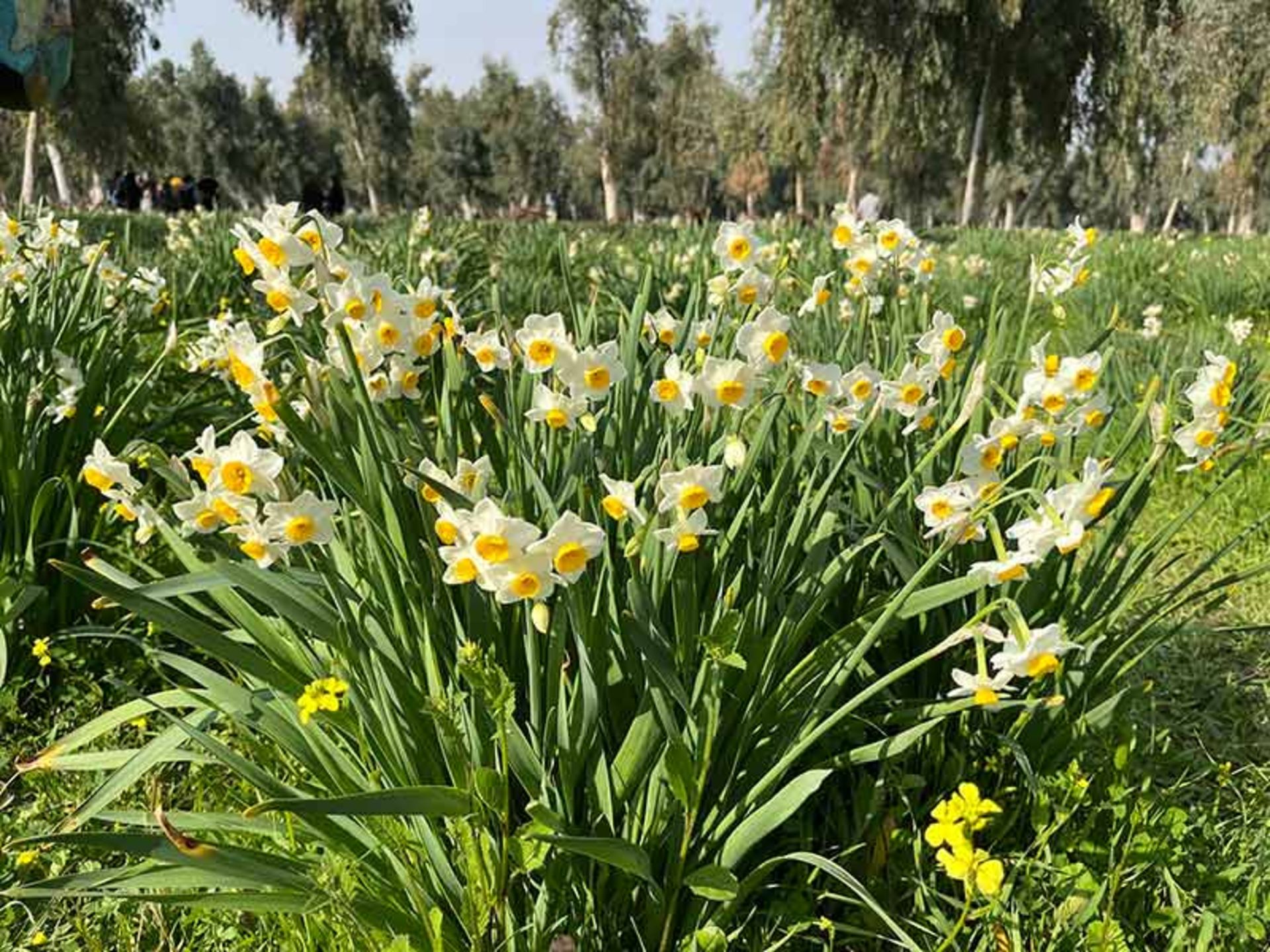 شاخه های گل نرگس در نرگس زار بهبهان؛ منبع عکس: گوگل مپ؛ عکاس: علی زالی