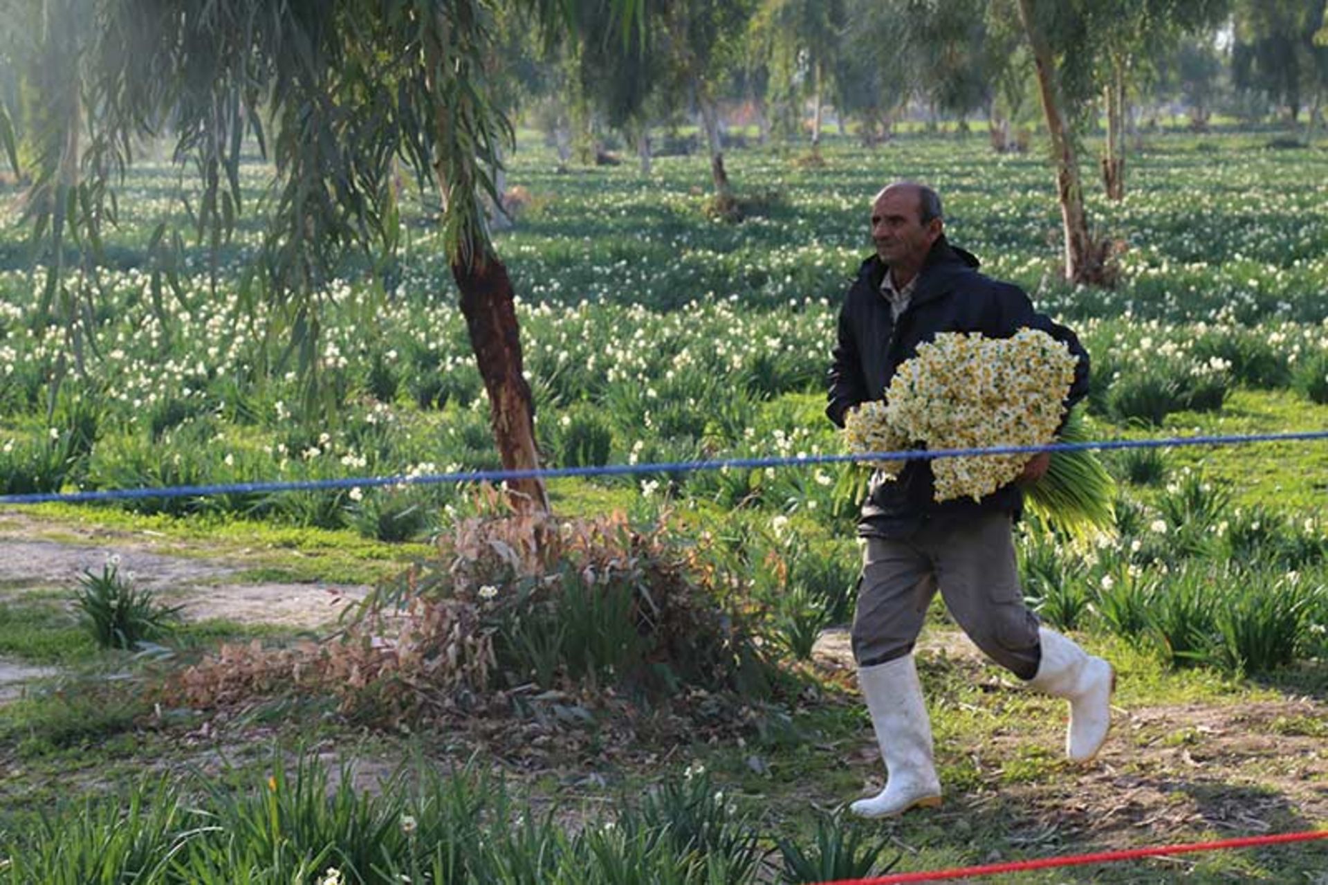 حمل دسته های گل نرگس در نرگس زار بهبهان؛ منبع عکس: گوگل مپ؛ عکاس: هنرکار