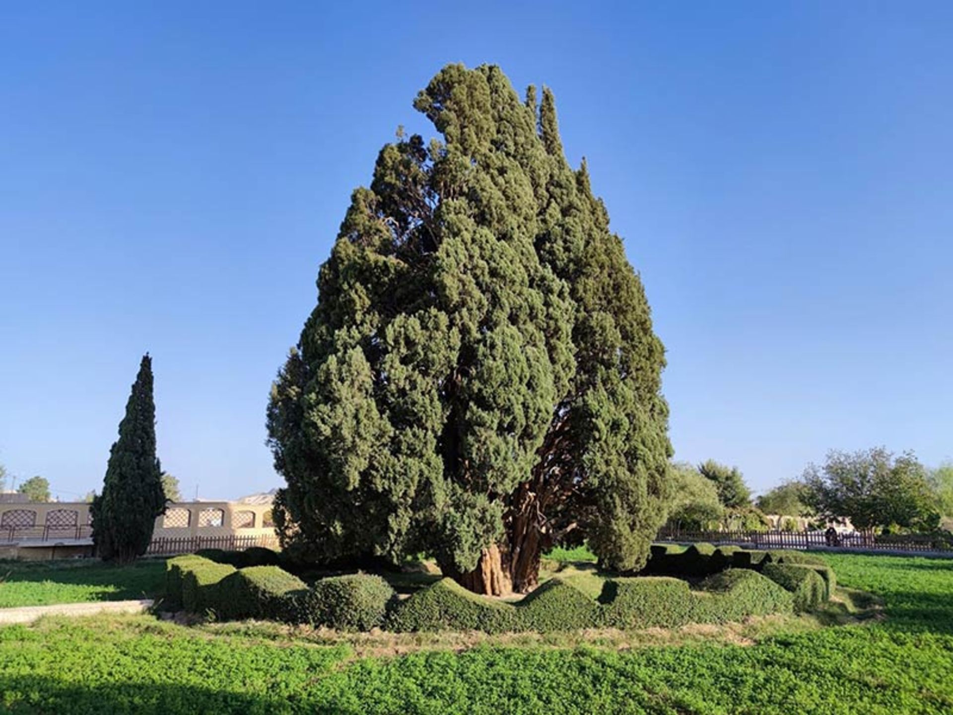 سرو ۴۵۰۰ ساله ابرکوه؛ منبع عکس: نشان؛ عکاس: نامشخص