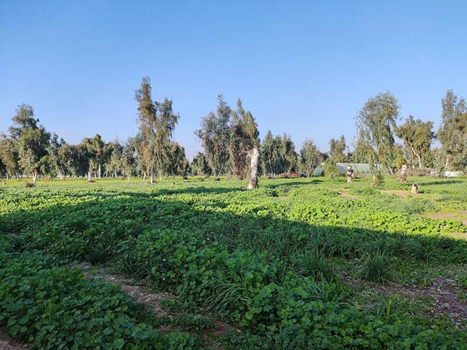زمین های کشت گل نرگس در نرگس زار بهبهان؛ منبع عکس: گوگل مپ؛ عکاس: مرتضی جنتی
