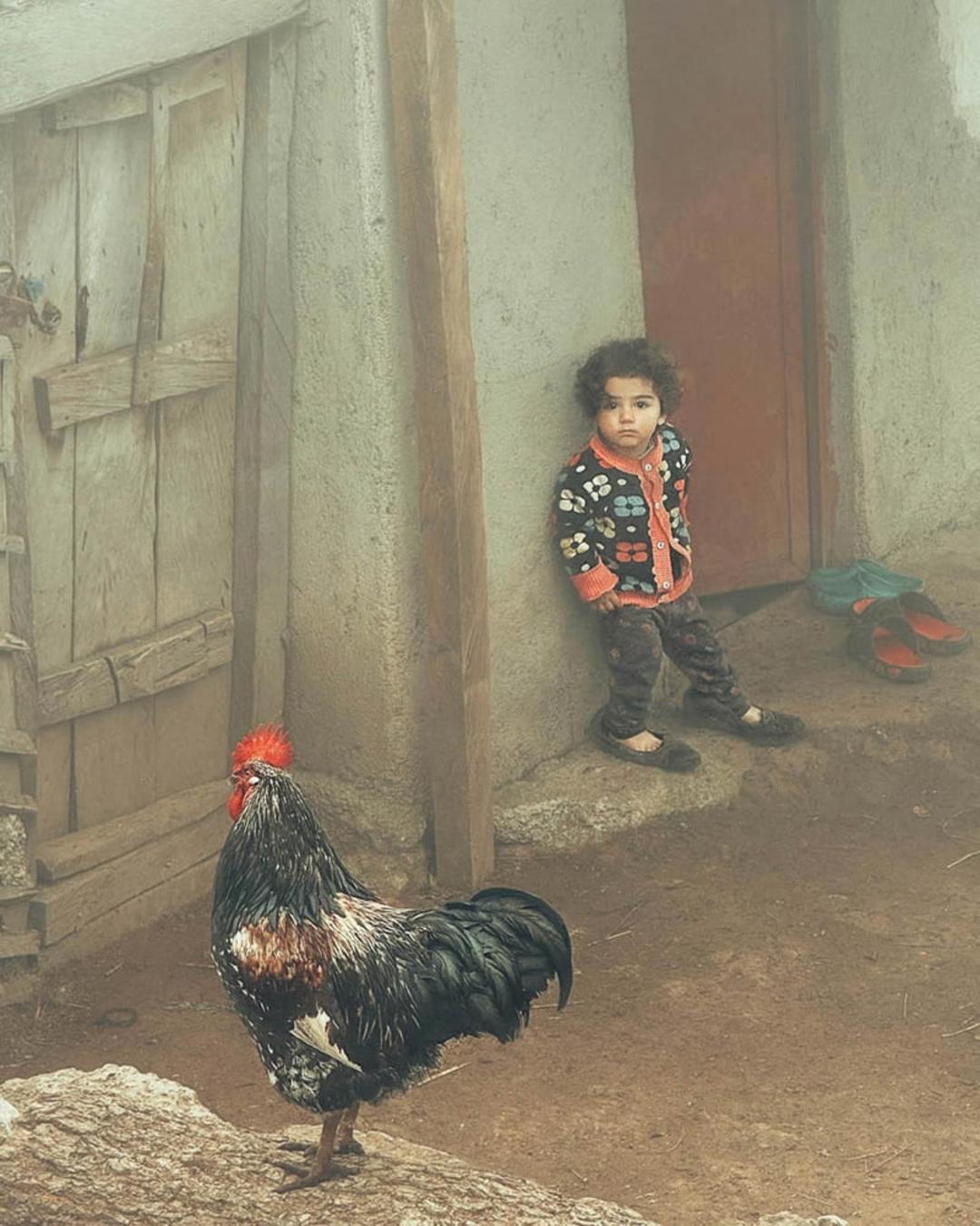 کودک روستایی کنار خروس