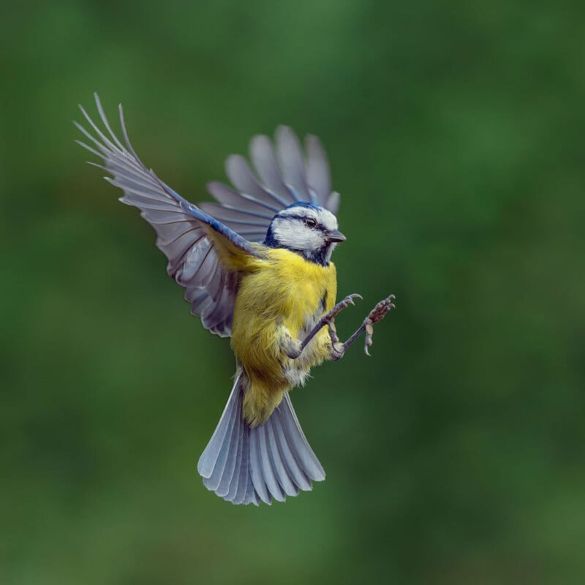 سینه سرخ یا Blue Tit؛ عکاس: Gray Neville