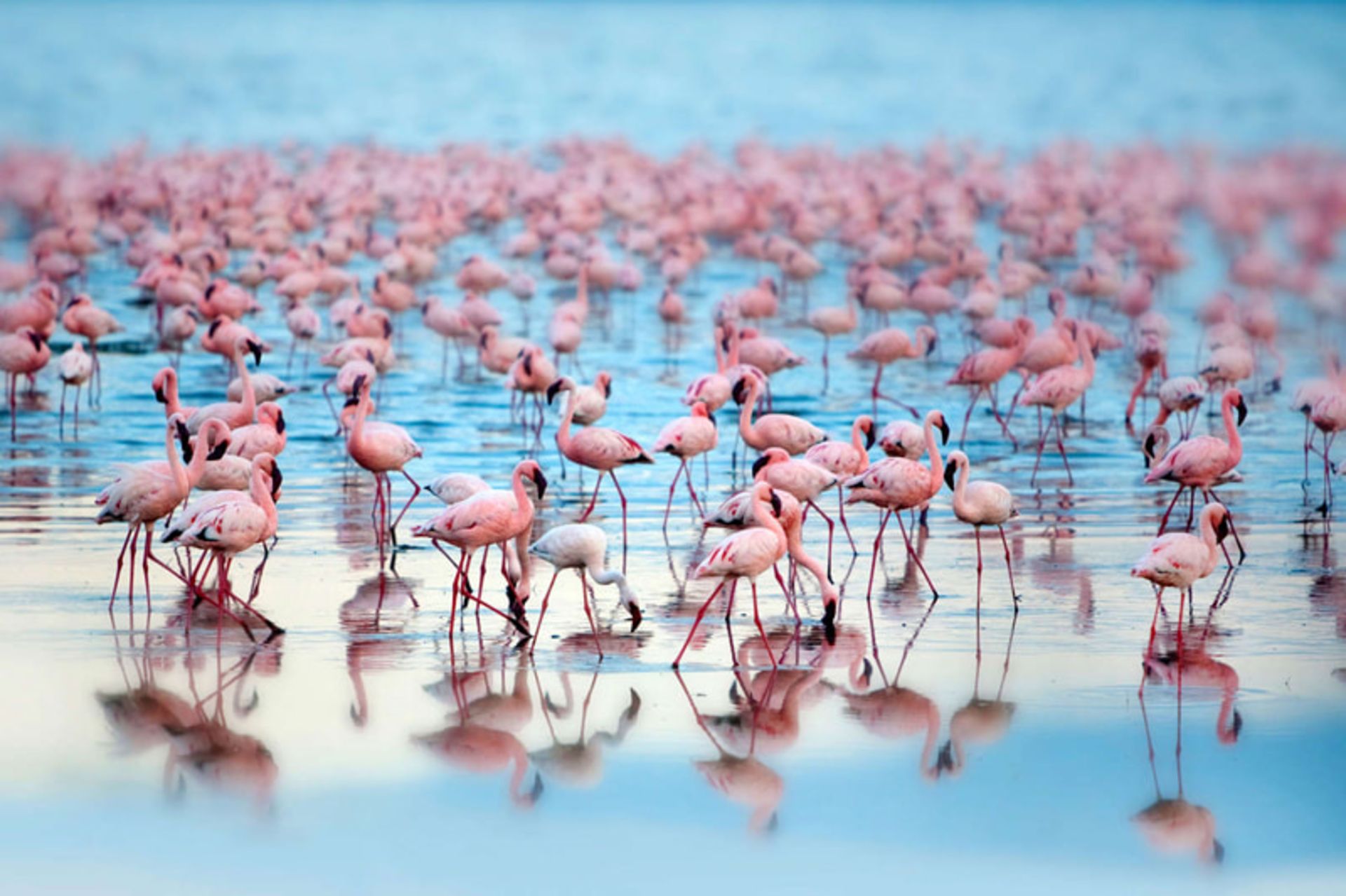 دریاچه ناکورو (Lake Nakuru) در کنیا