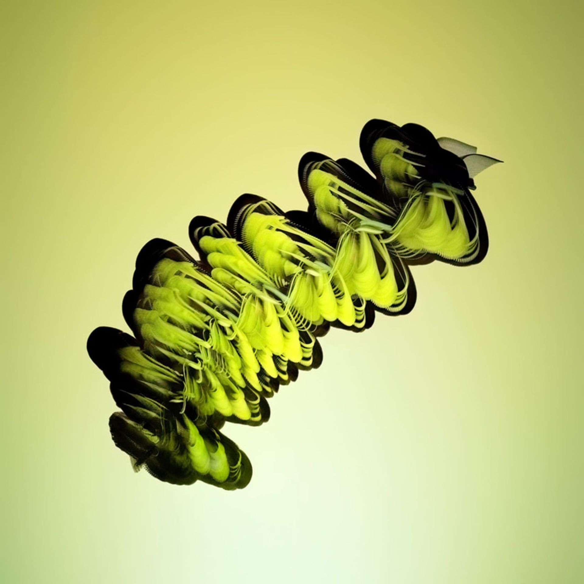 حرکت مارپیچی پروانه زبرا (گورخری)