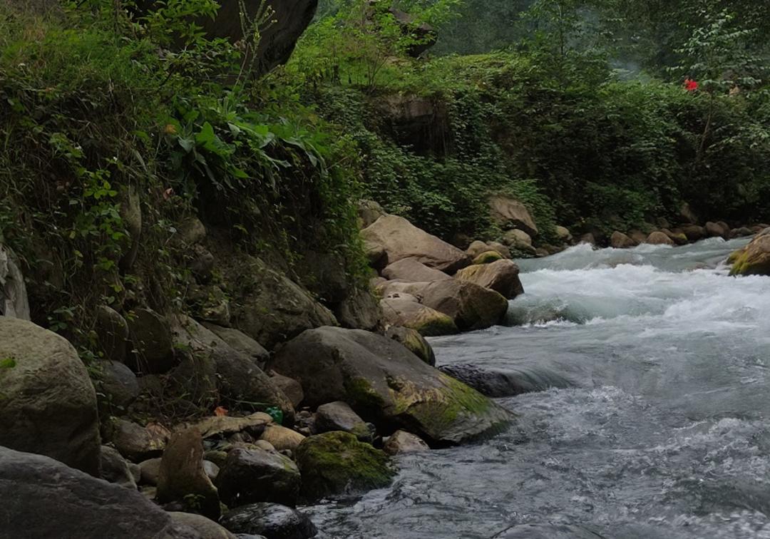 جنگل مازندران؛ منبع عکس: GoogleMap؛ عکاس: Milad Vanaie
