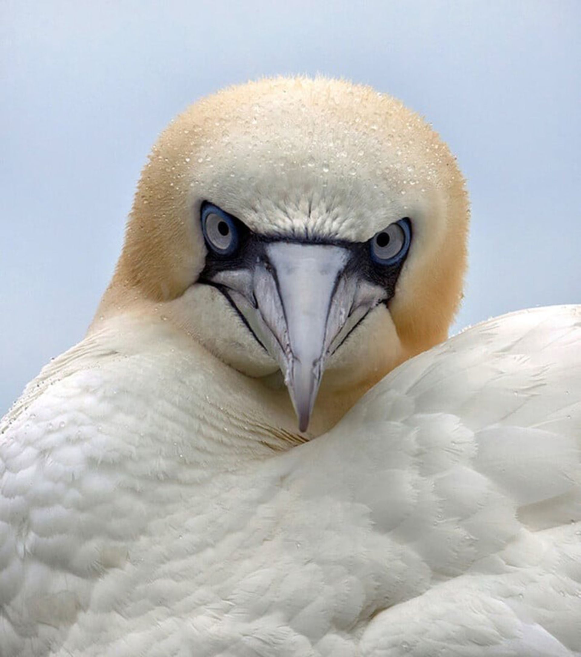 پرتره یک پرنده دریایی به نام گانت (gannet)؛ عکاس:  Ann Jeffray