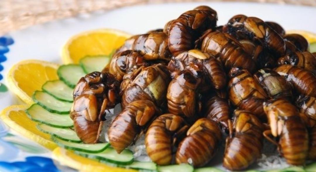 هاچینوکو؛ منبع عکس: pinterest.com. عکاس: نامشخص