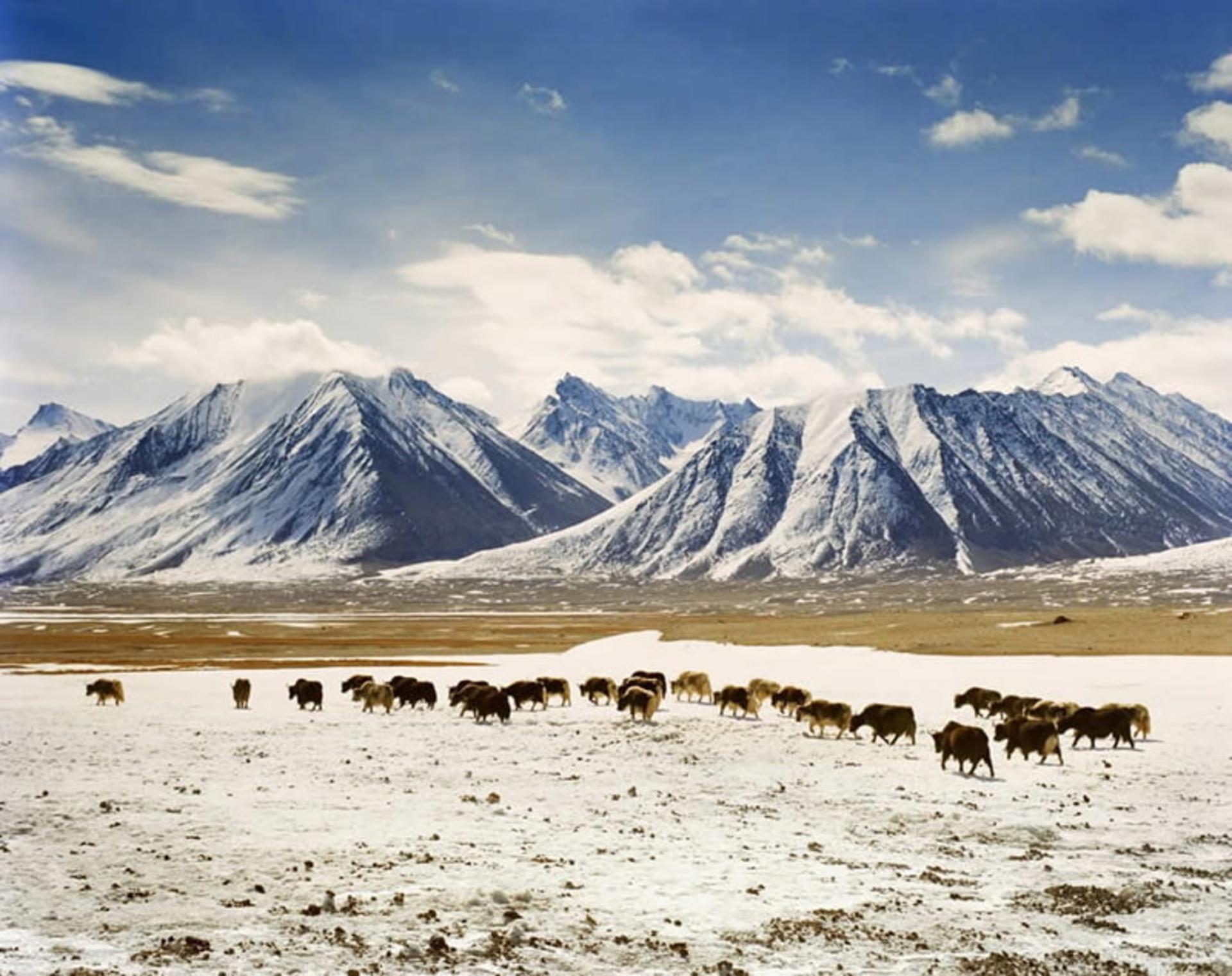 عبور گله گاو و گوسفند از میان کوهستان برفی واخان