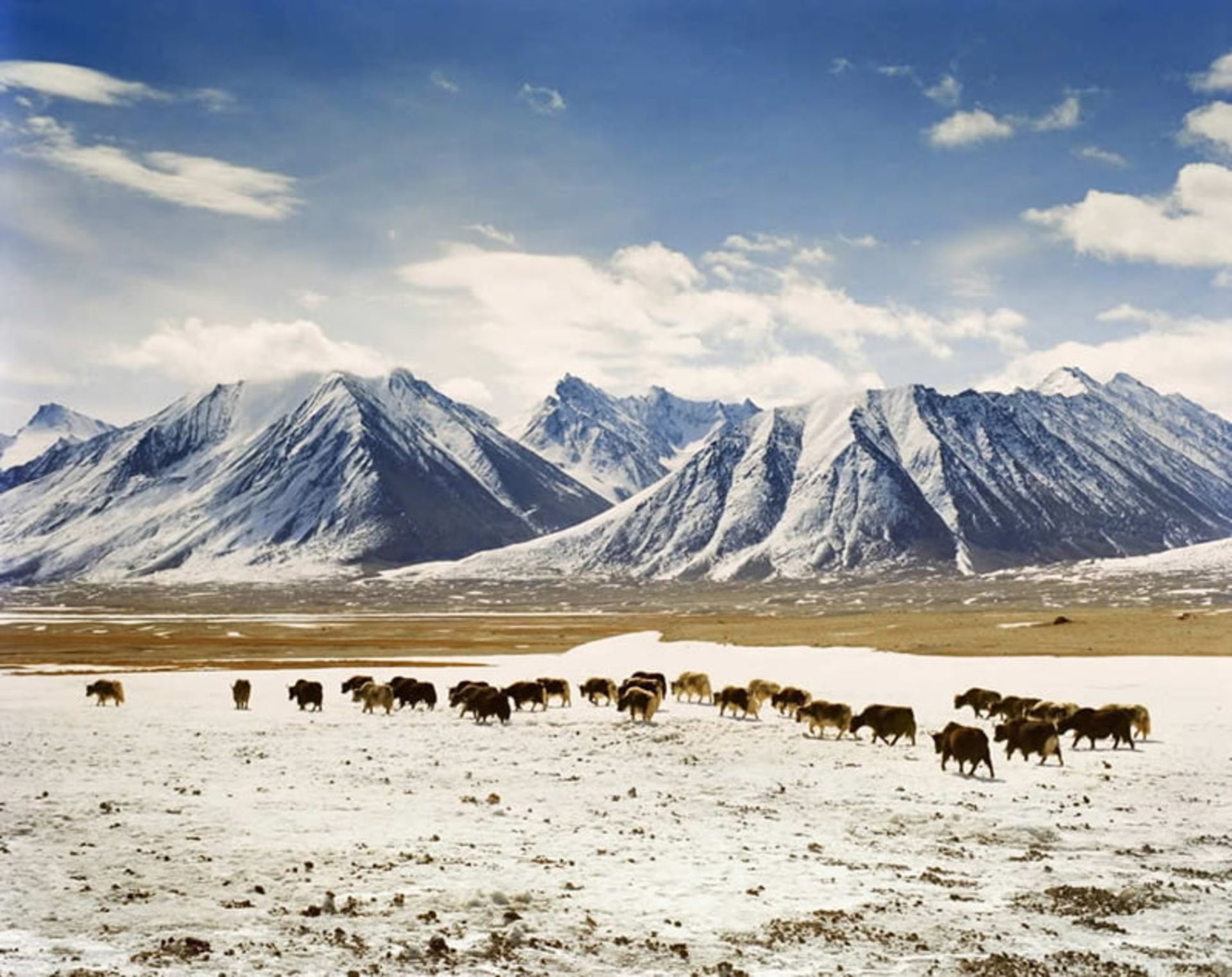 عبور گله گاو و گوسفند از میان کوهستان برفی واخان