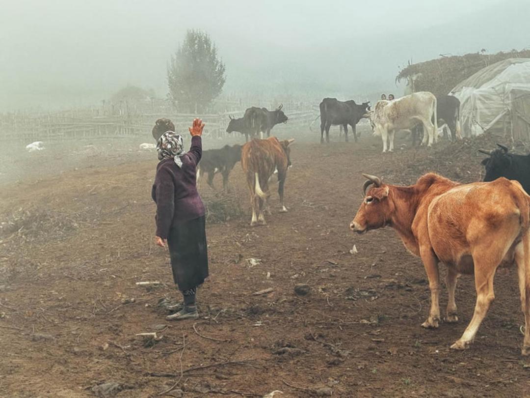 زن روستایی ایرانی در میان گله گاو
