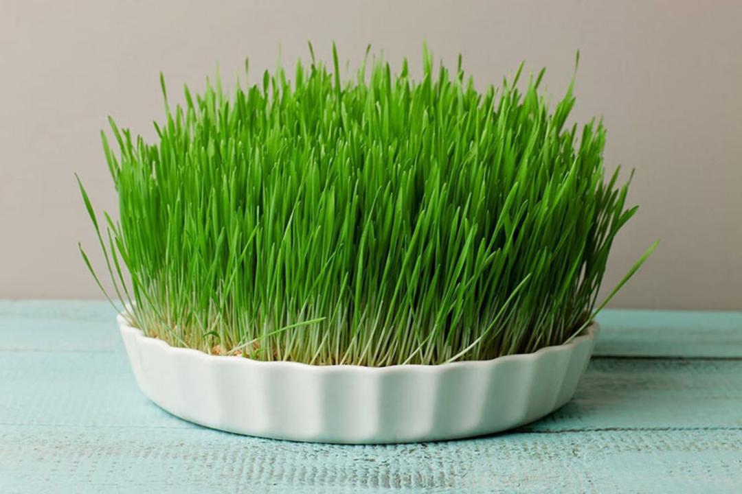 سبزه گندم برای عید؛ منبع عکس: chidaneh.com؛ عکاس: نامشخص