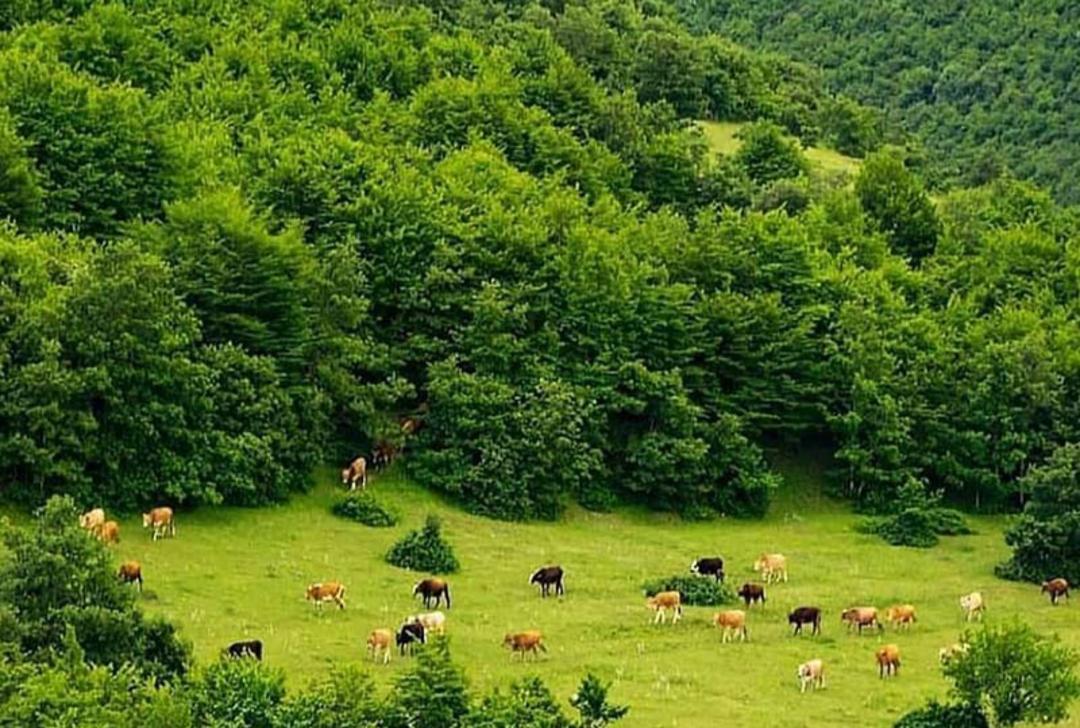 جنگل ارسباران تبریز؛ منبع عکس: سایت zoomtravel.ir. عکاس: نامشخص
