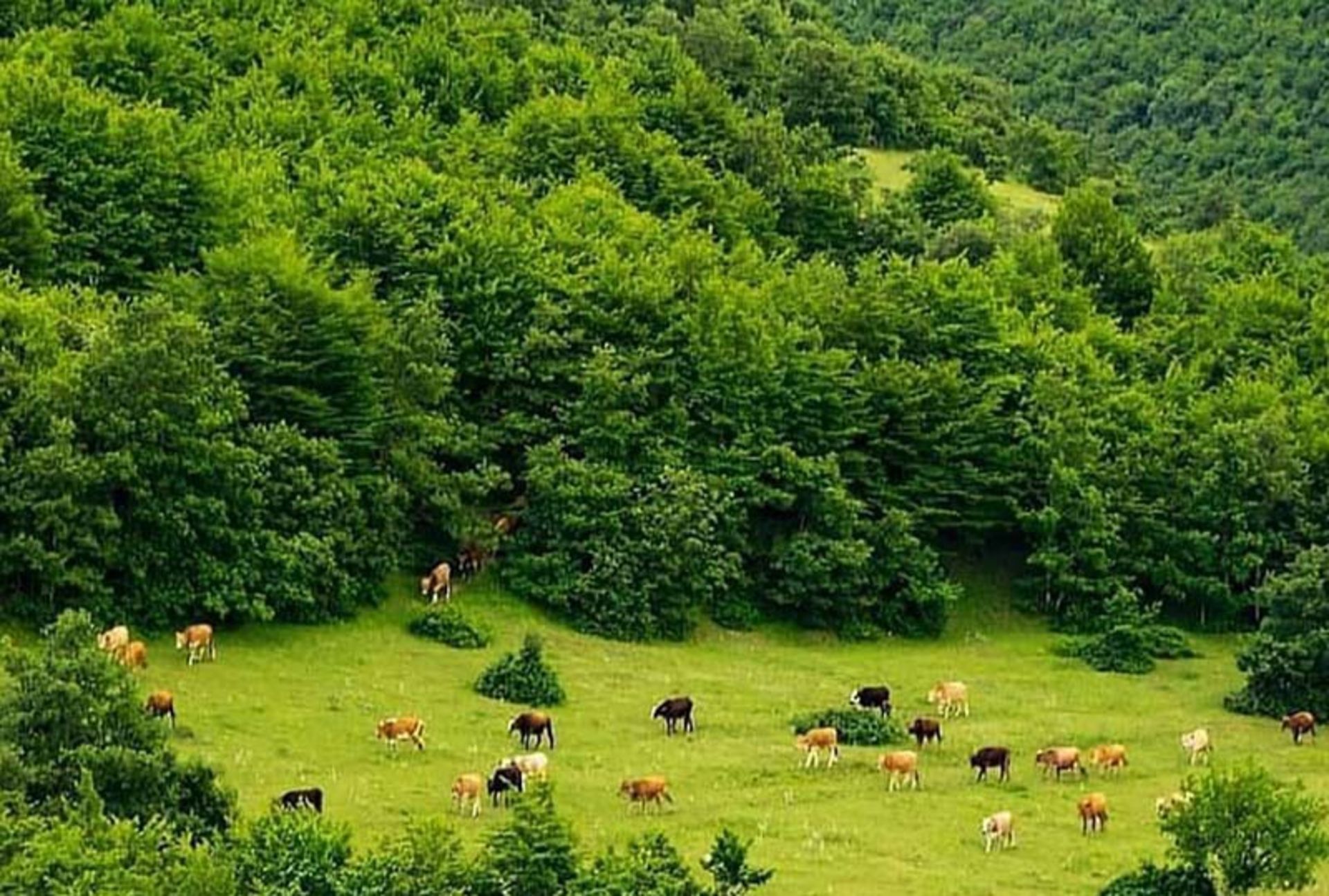 جنگل ارسباران تبریز؛ منبع عکس: سایت zoomtravel.ir. عکاس: نامشخص