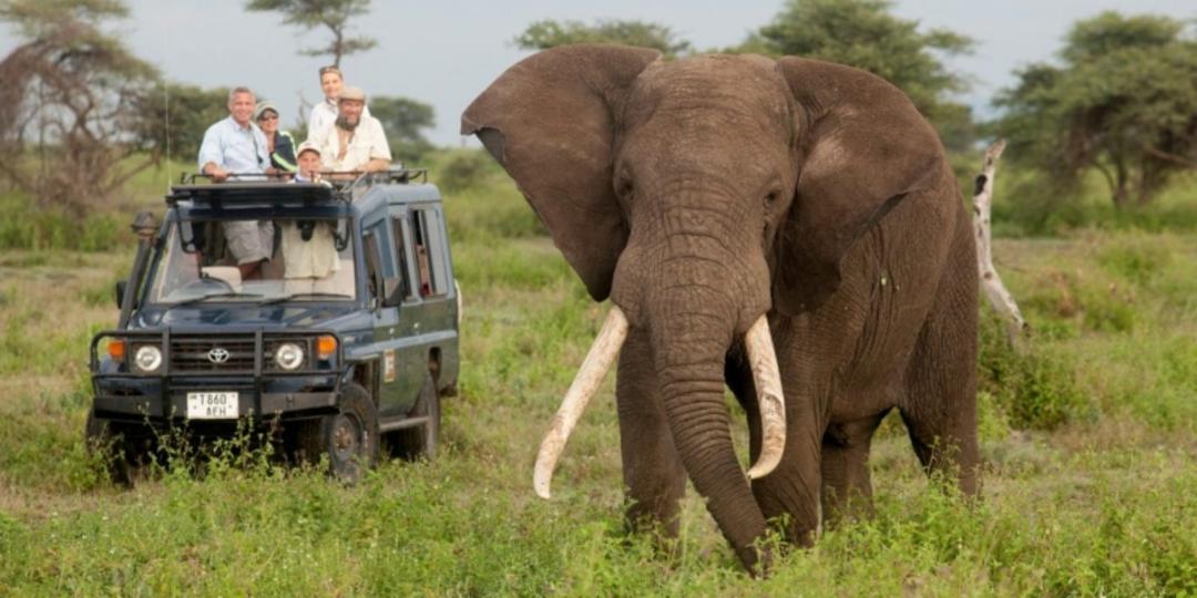 سفاری در حیات وحش؛ منبع عکس: سایت gorillatrekafrica.com. عکاس: نامشخص