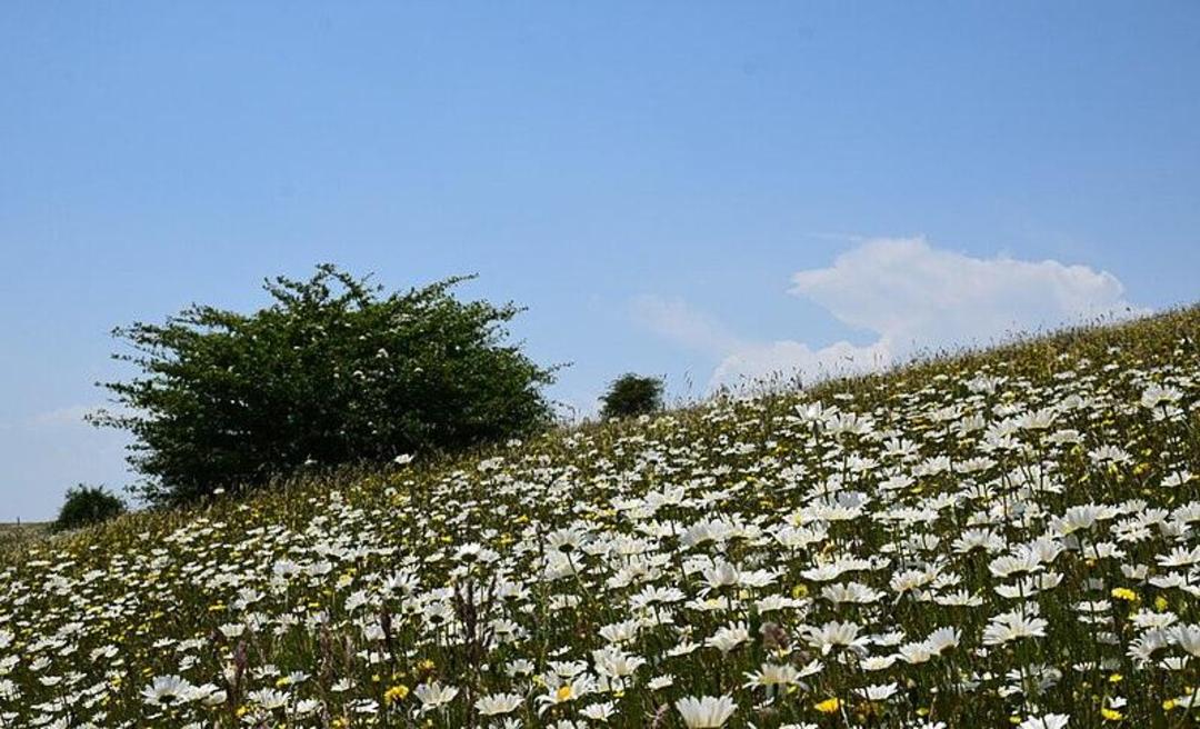 دشت بابونه گردنه حیران. منبع: ویکی مدیا؛ عکاس: Mehdi Hossein Nezhadi