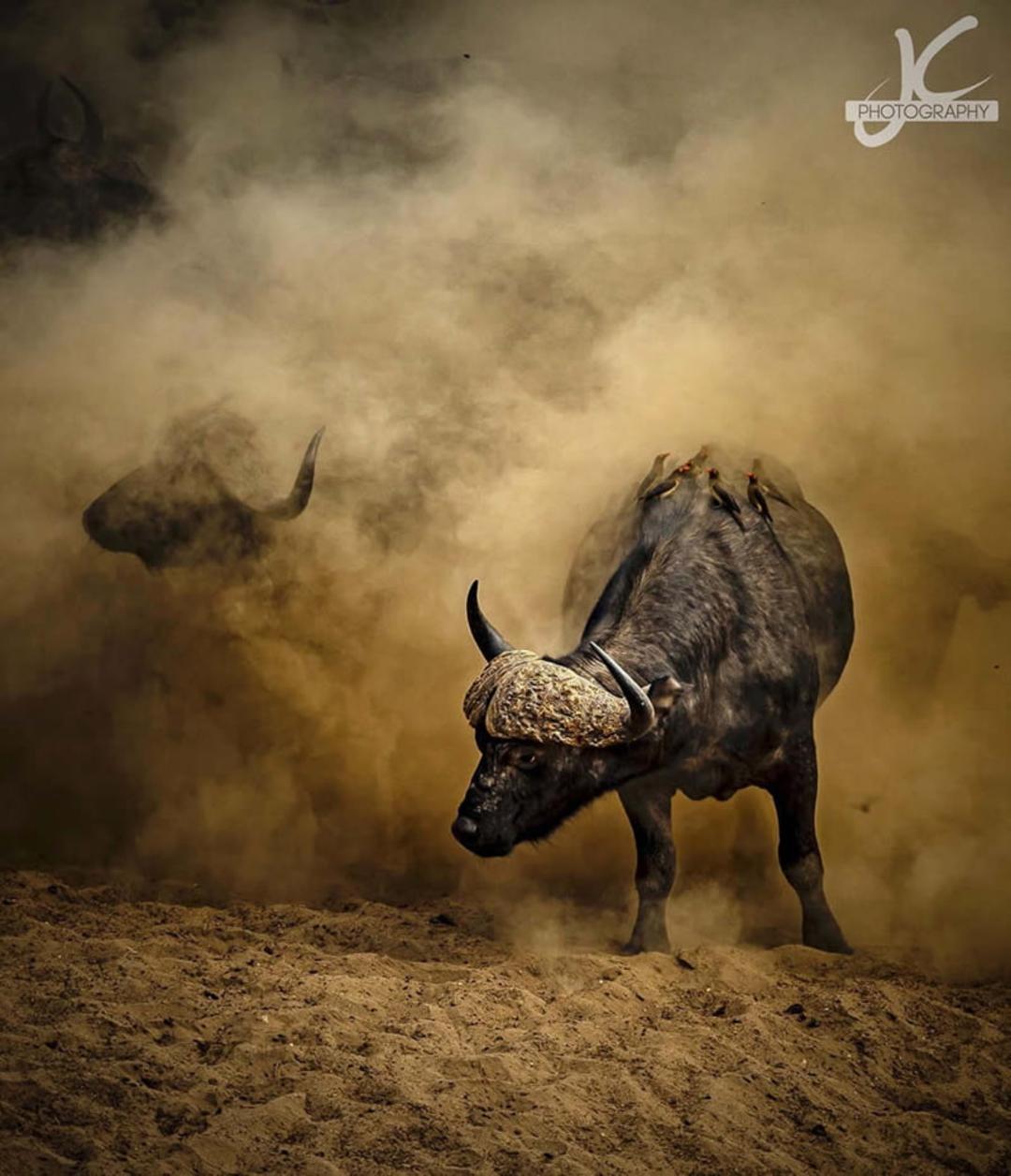  بوفالو آفریقایی در میان گرد و خاک