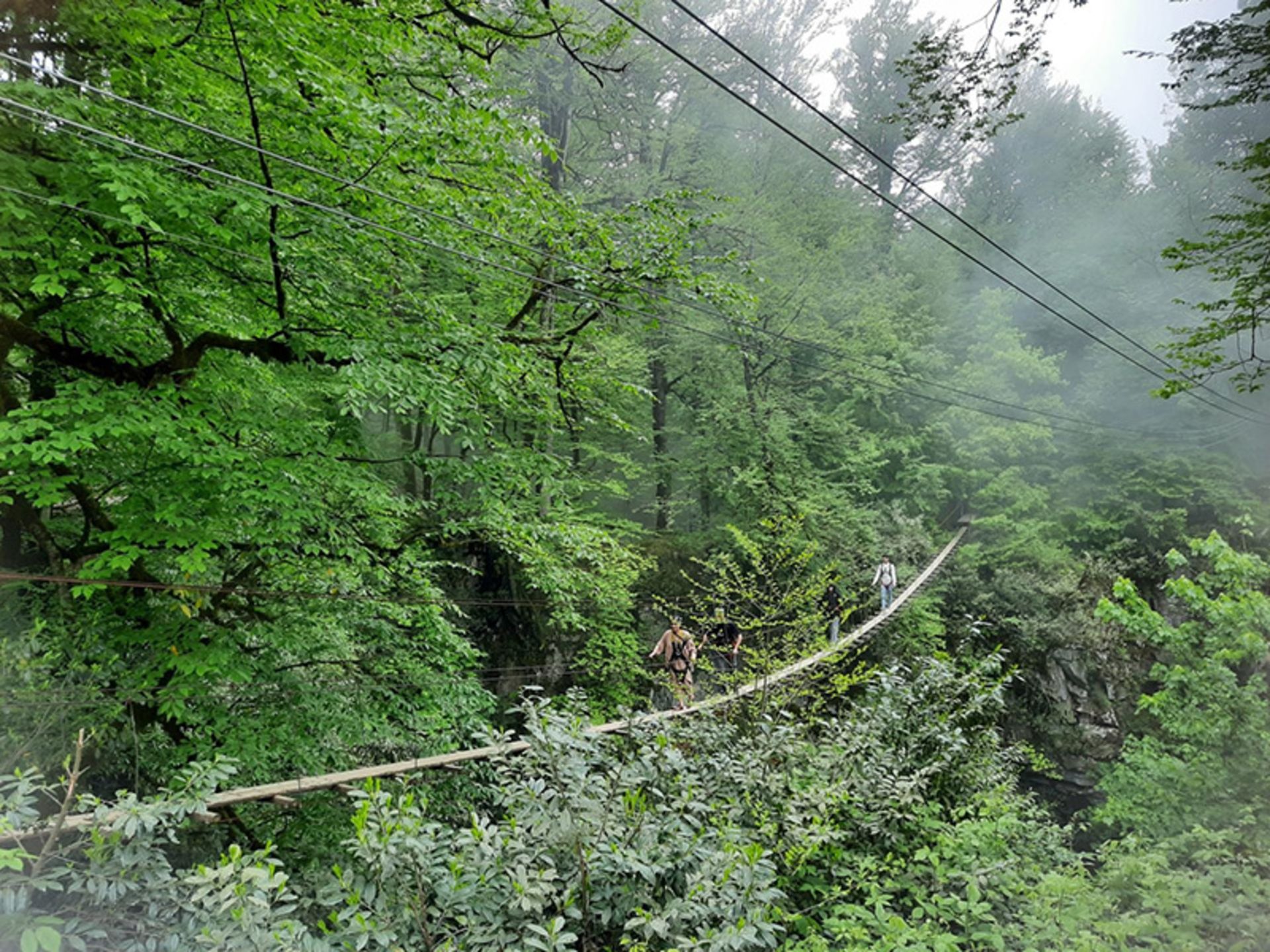 پل معلق نمک آبرود در میان جنگل مه گرفته و سرسبز نمک آبرود