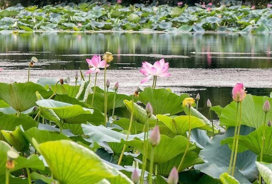 نیلوفرهای مرداب سوستان