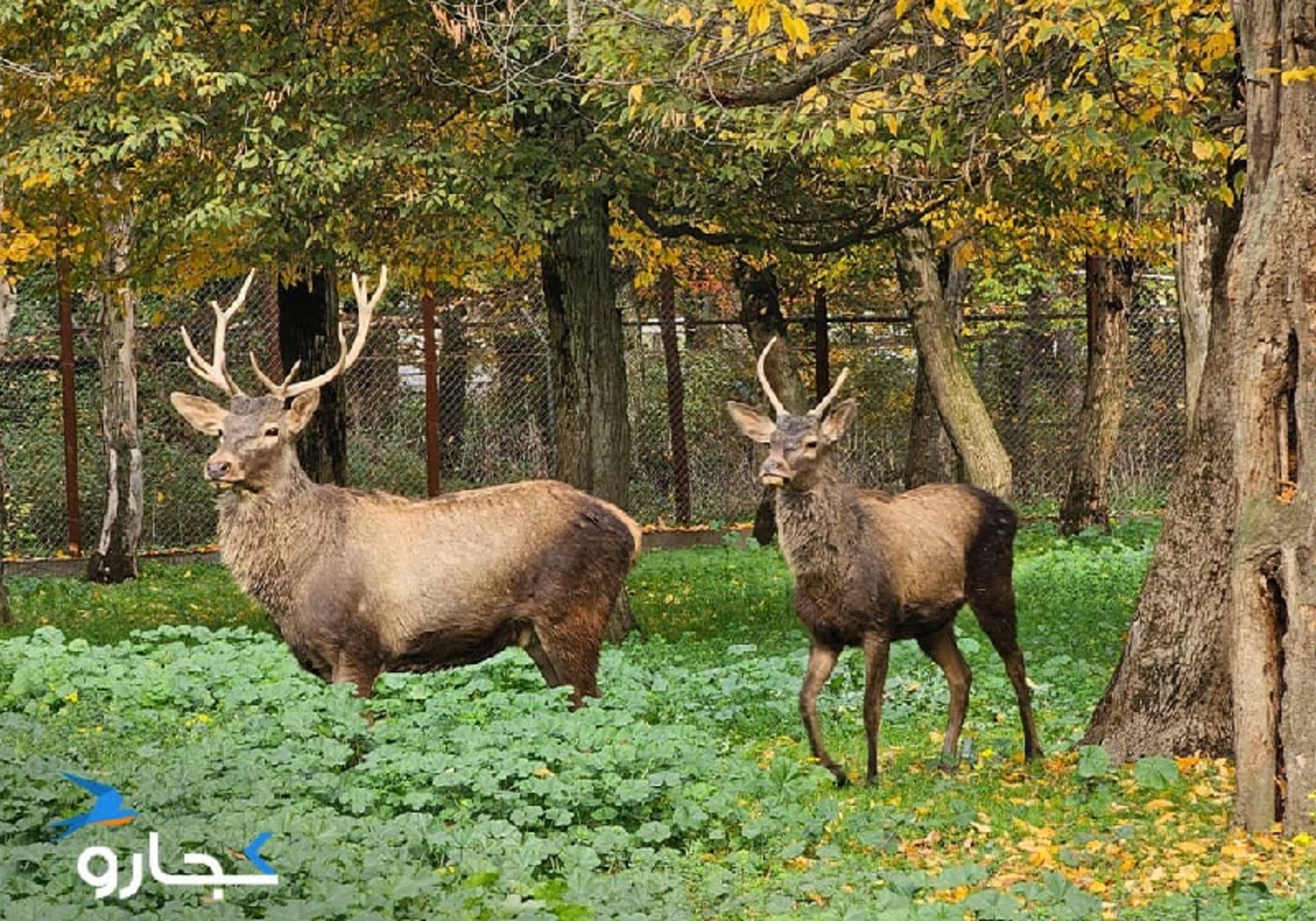 مرال‌ها در جنگل قرق