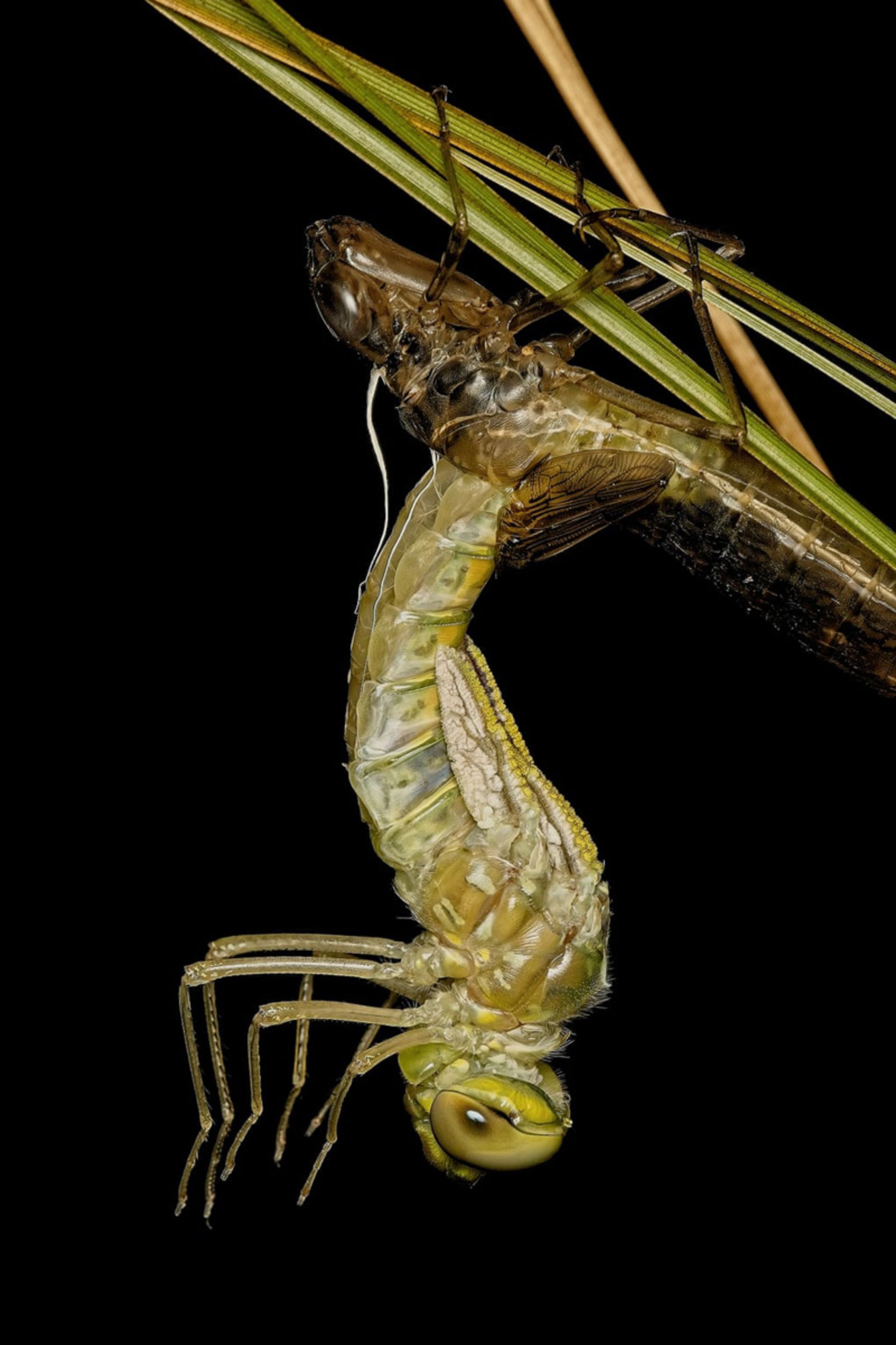 خارج شدن سنجاقک‌ بالغ از اسکلت خارجی