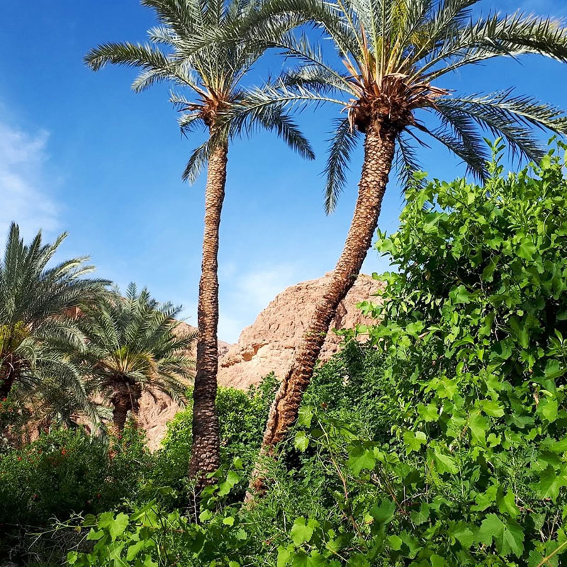 درختان نخل در روستای گشن طبس