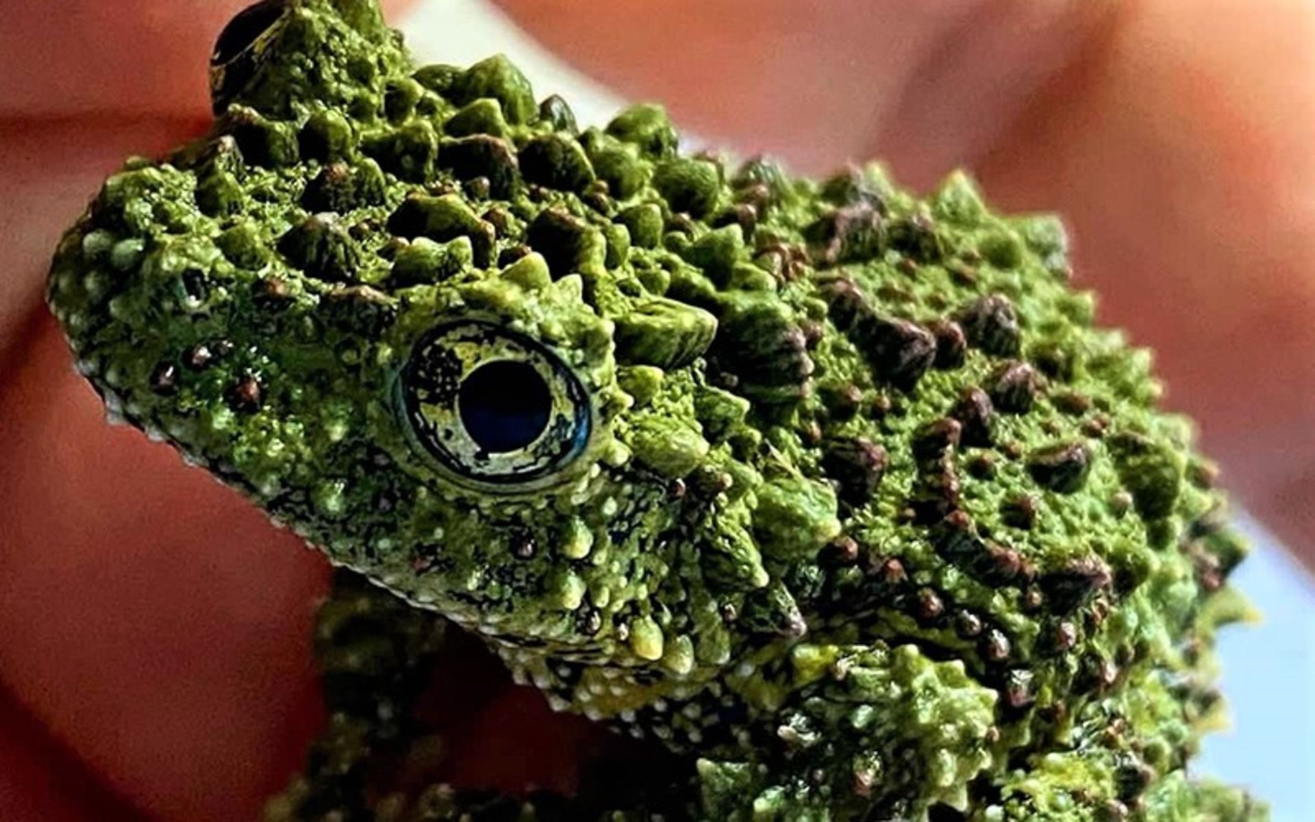 بچه قورباغه با پوست خاص