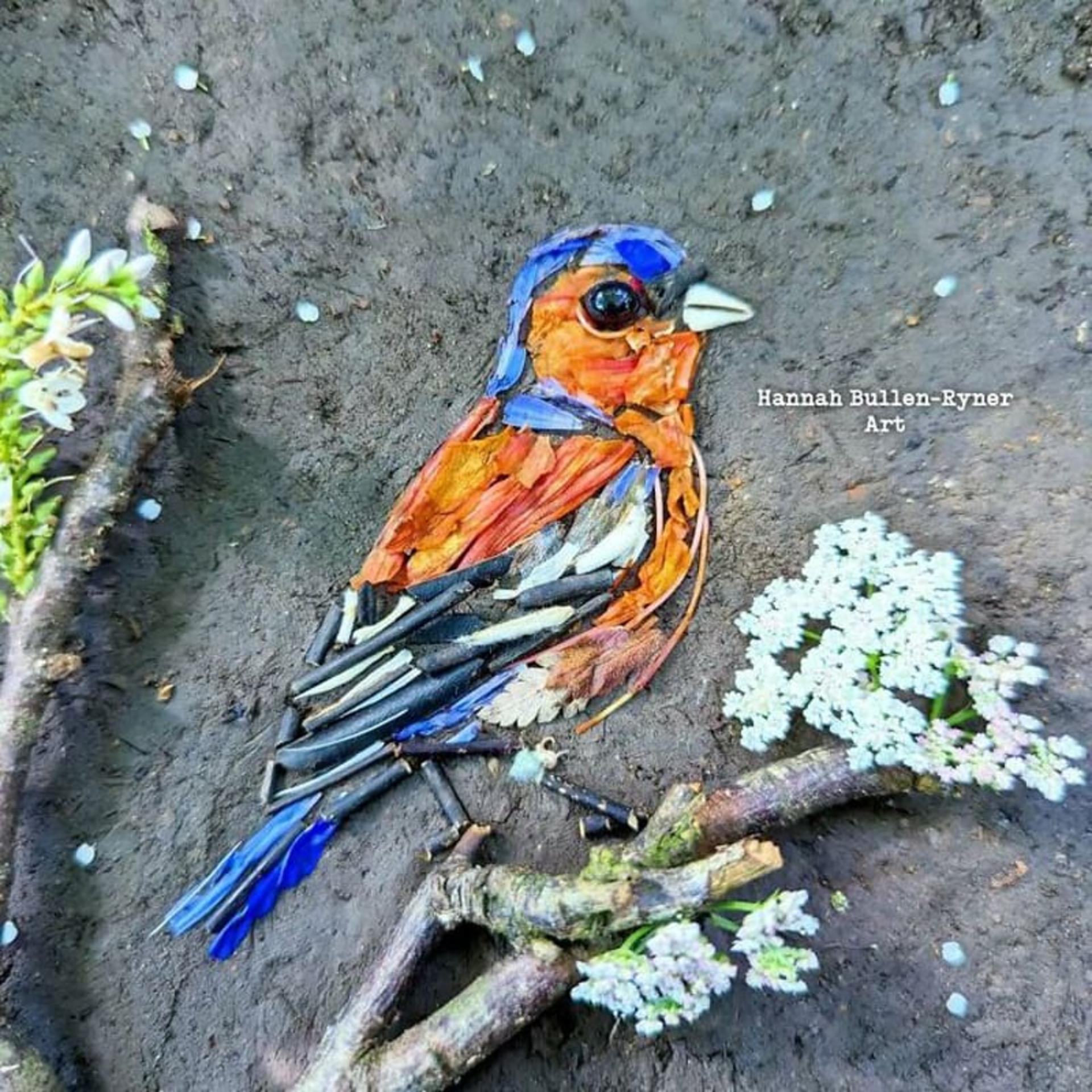 تصویر پرنده رنگین